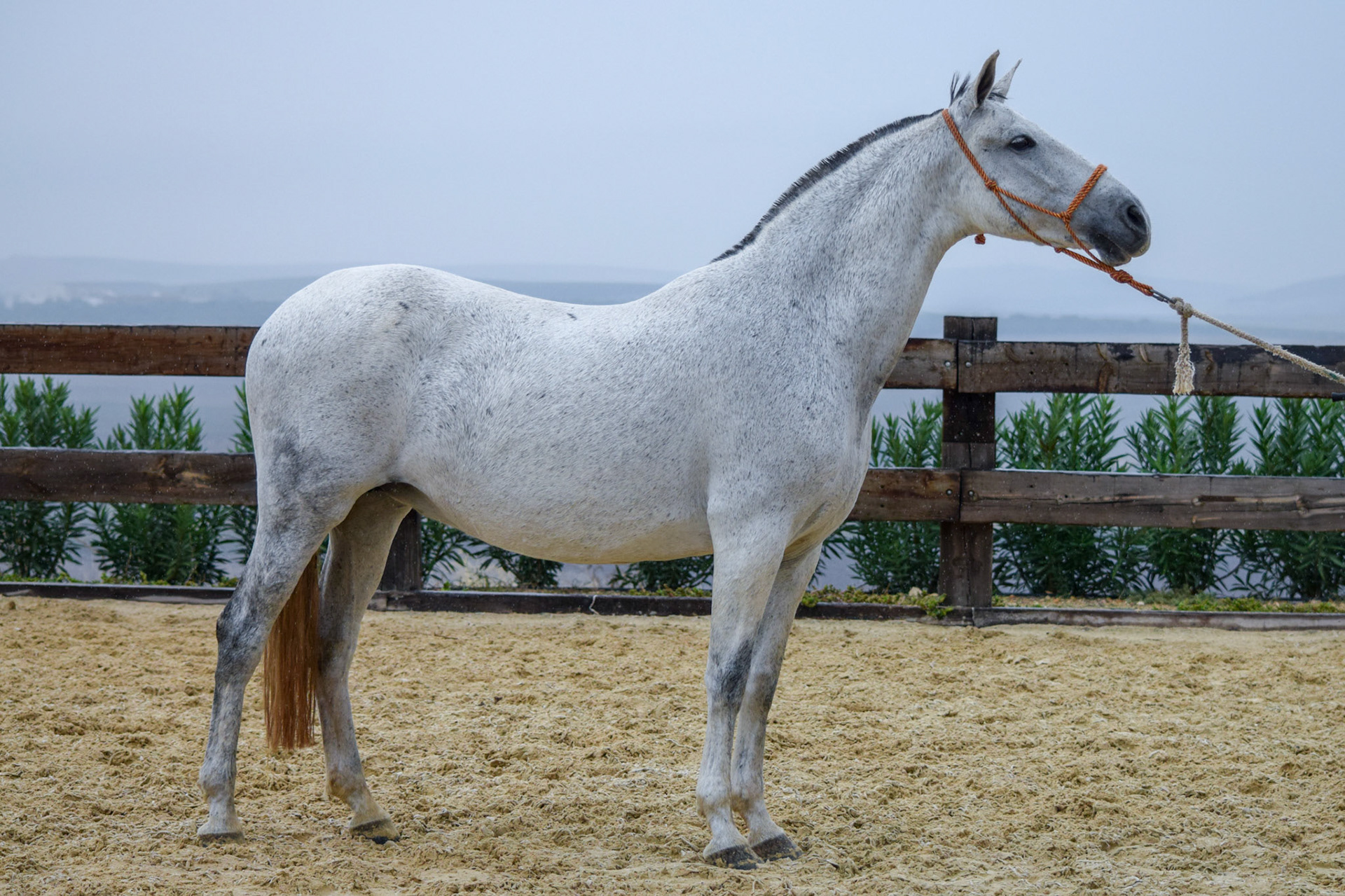 PRE Broodmare