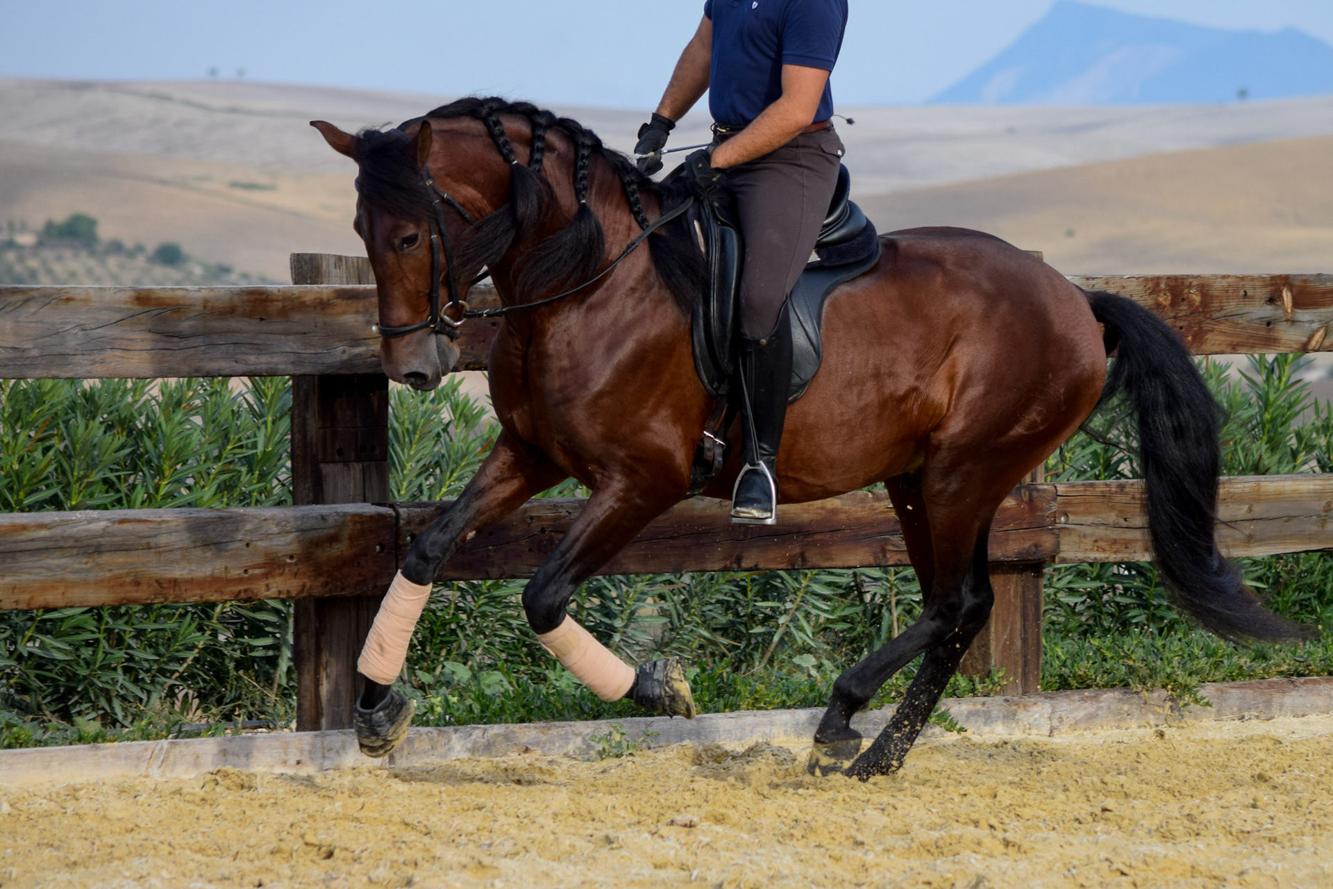 PRE Dressage Prospect