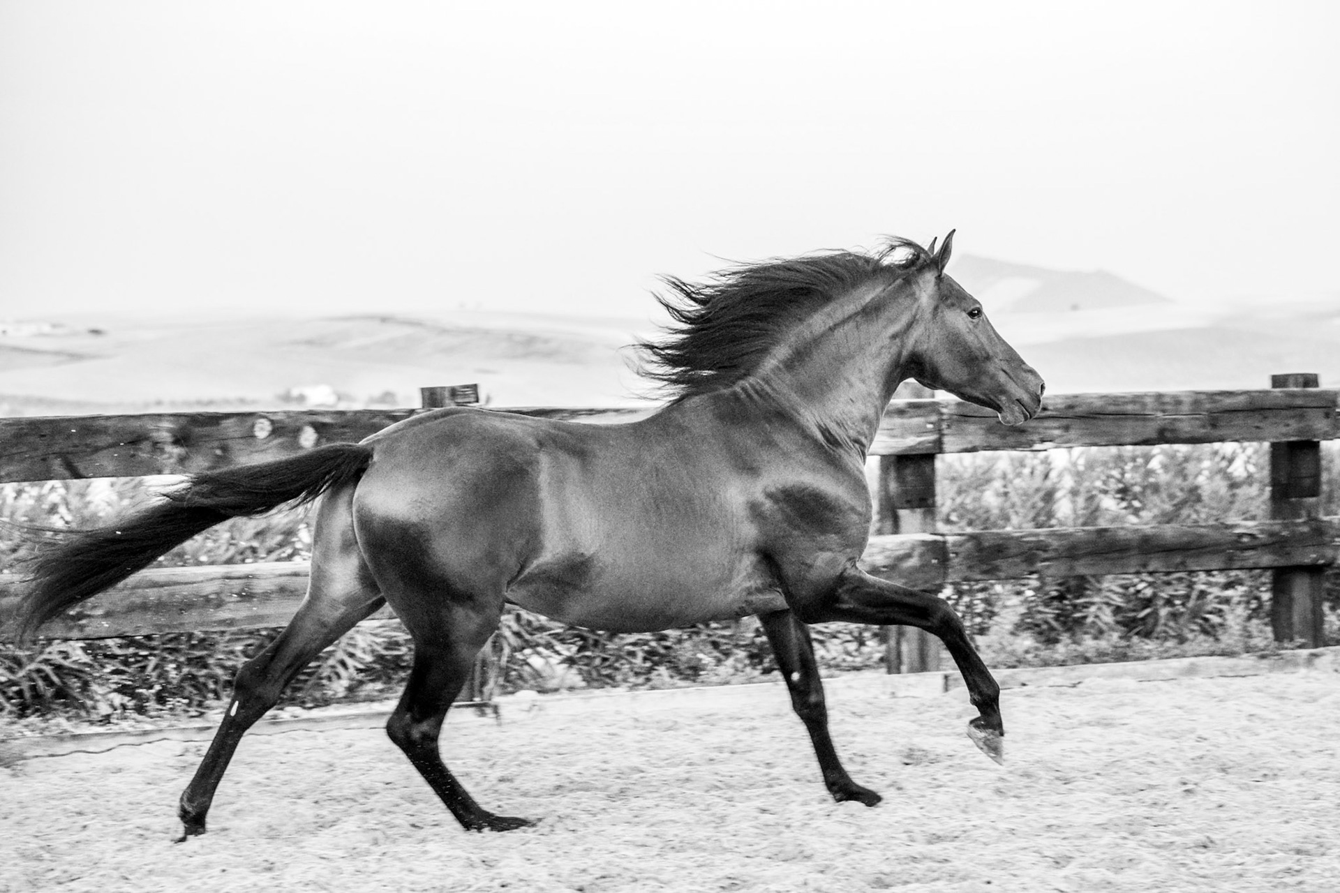 PRE Stallion 4 years