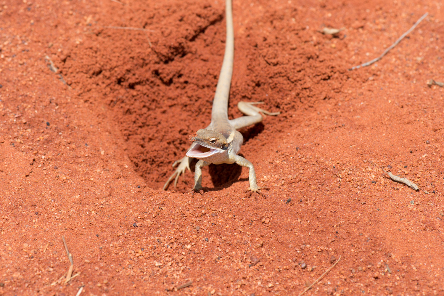 Uluru Lizard