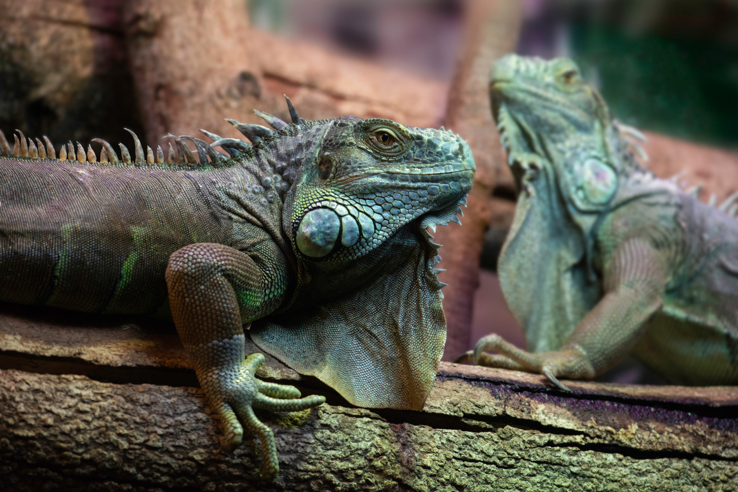 Green Iguanas