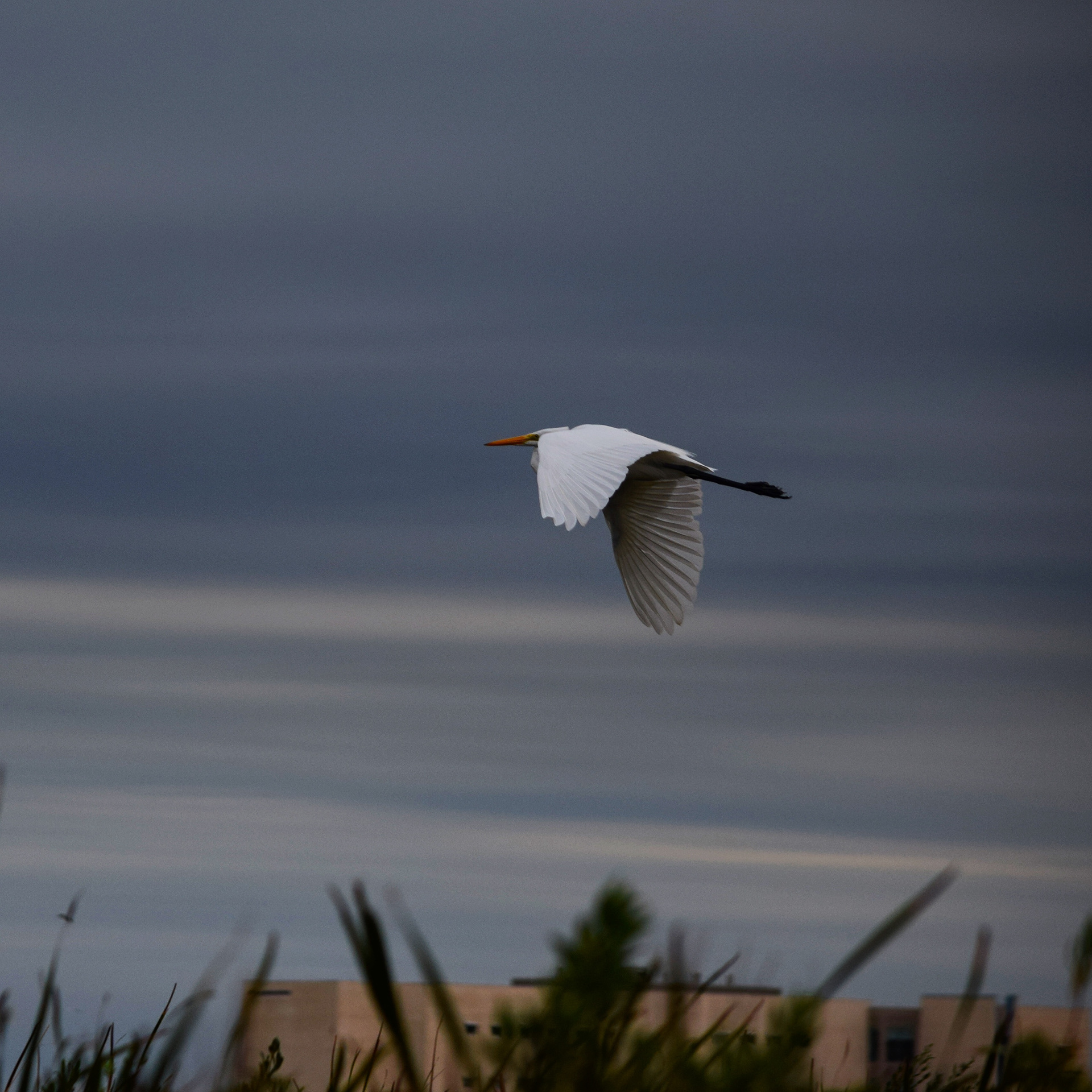 Matthew Mohondro Corpus Christi Birds
