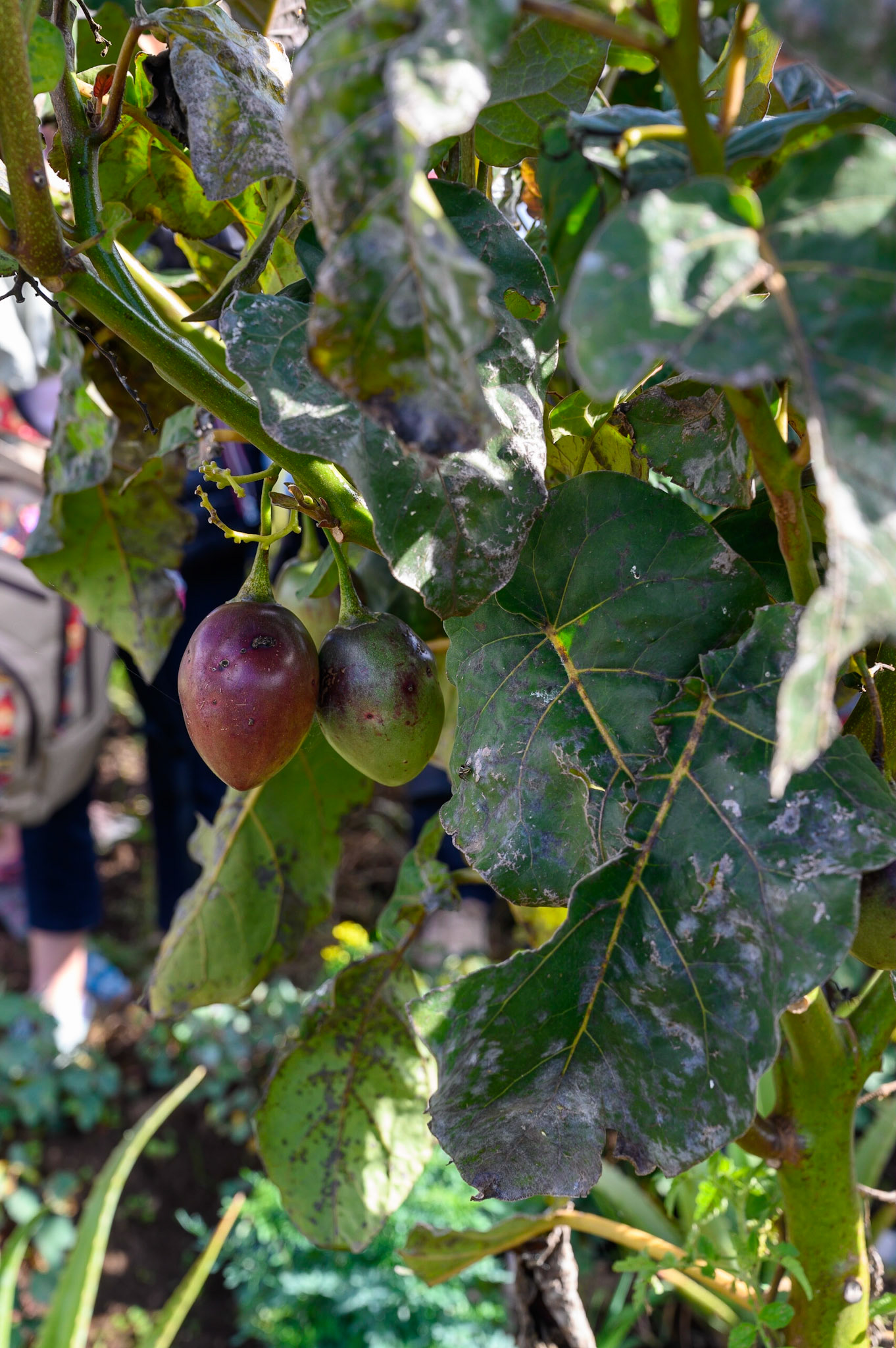 Silvia, Cauca, Colombie