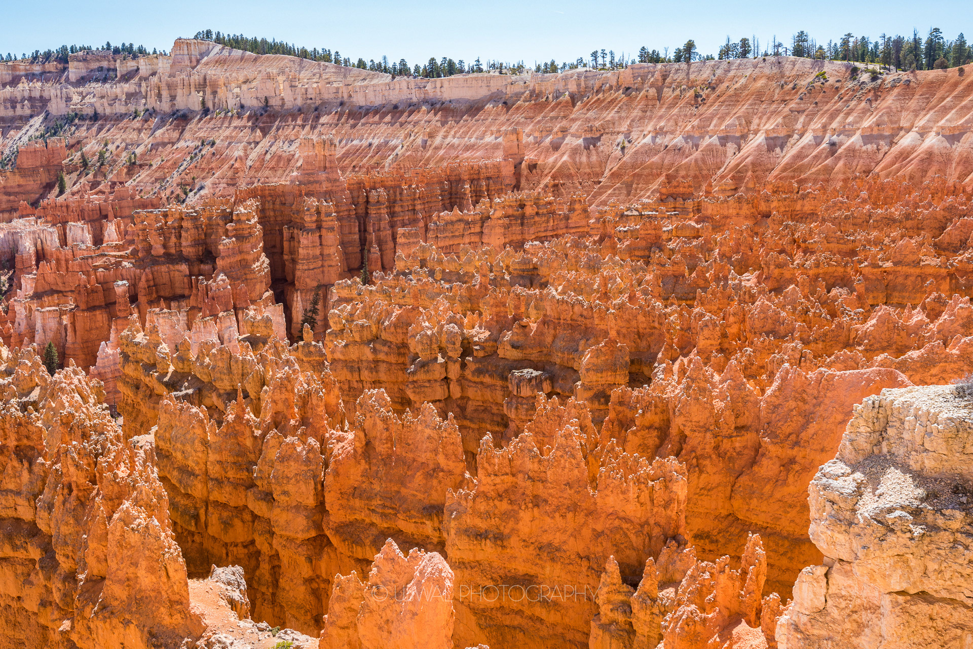 Crimson colored Hoodoos, Bryce Canyon National Park, Utah, USA