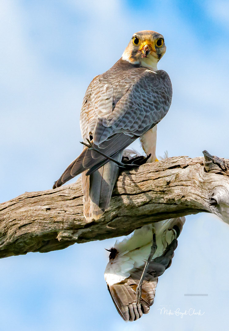 Lanner Falcon on Kill