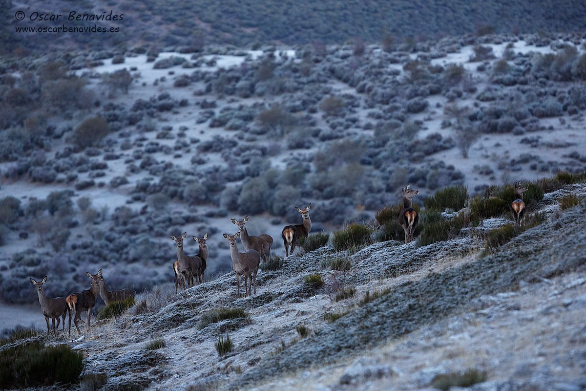 Oscar Benavides. Fotografía de naturaleza. Ciervo / Deer