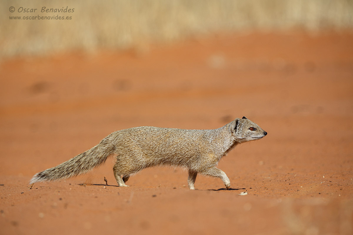 Oscar Benavides. Fotografía de naturaleza. Yellow Mongoose / Mangosta