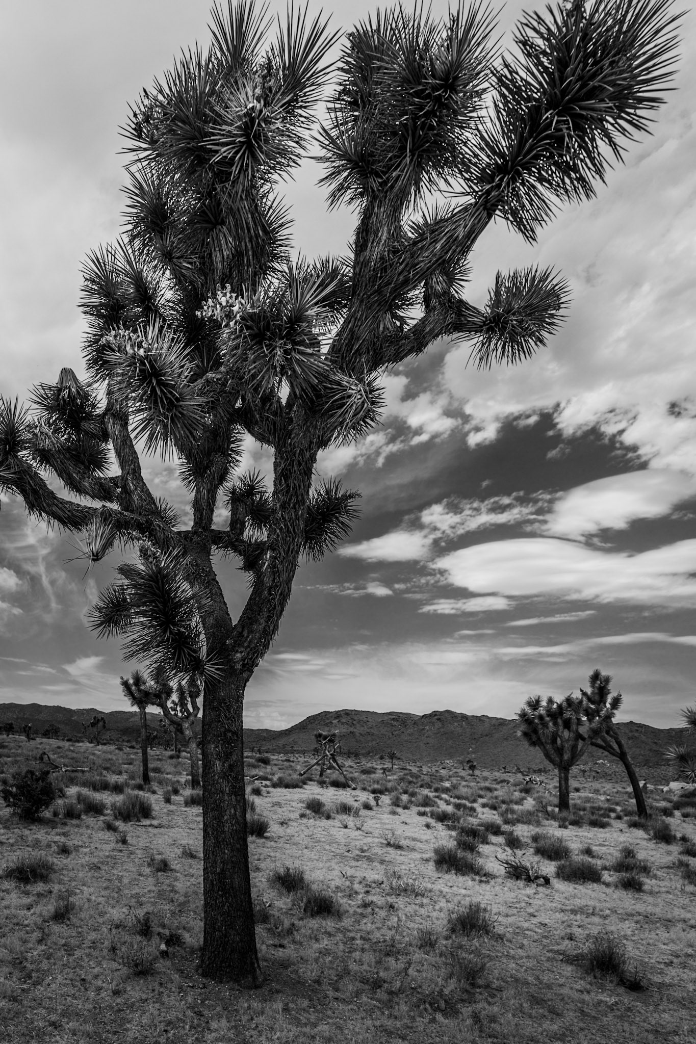 Joshua Tree