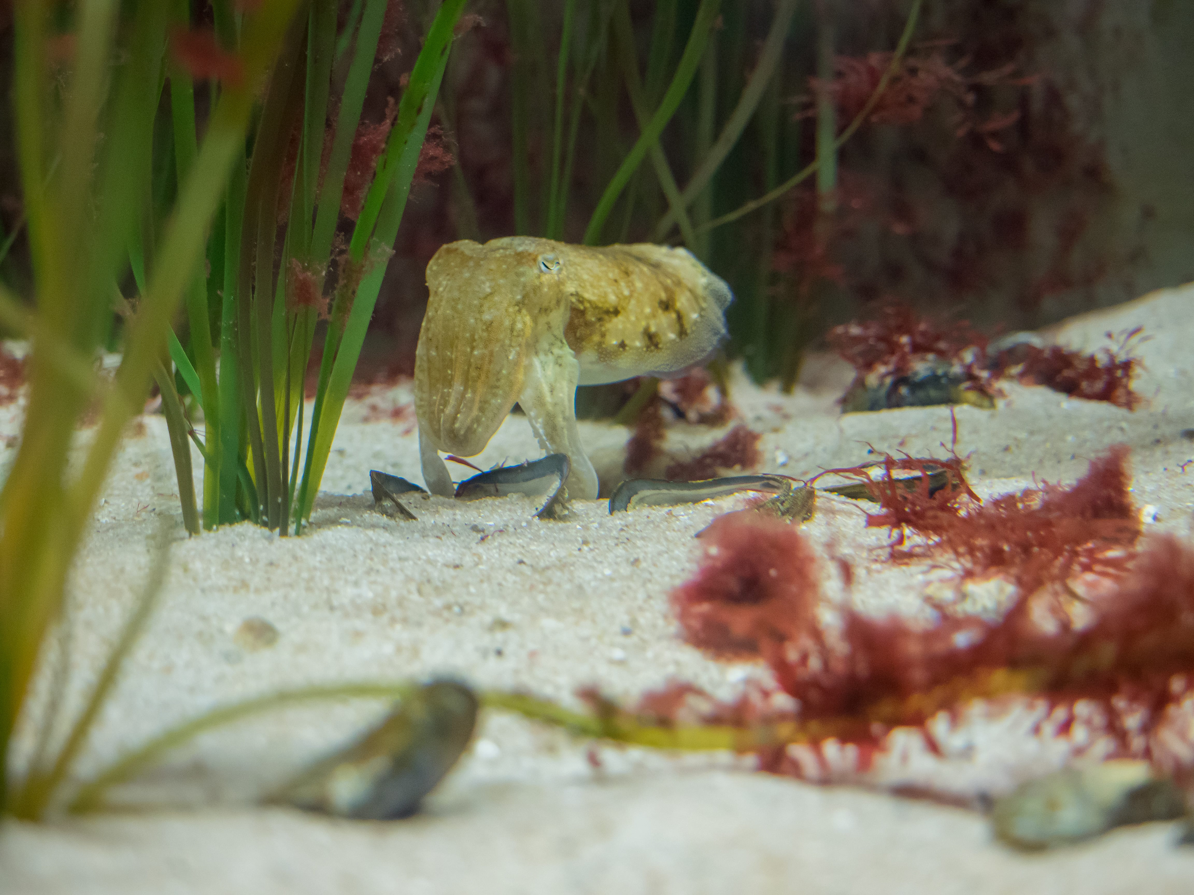 Octopus