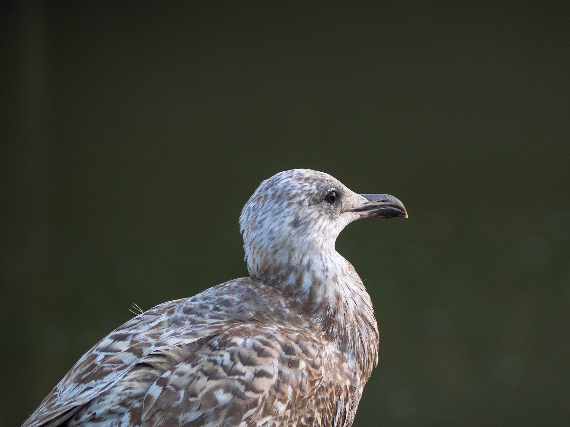 A Hunter