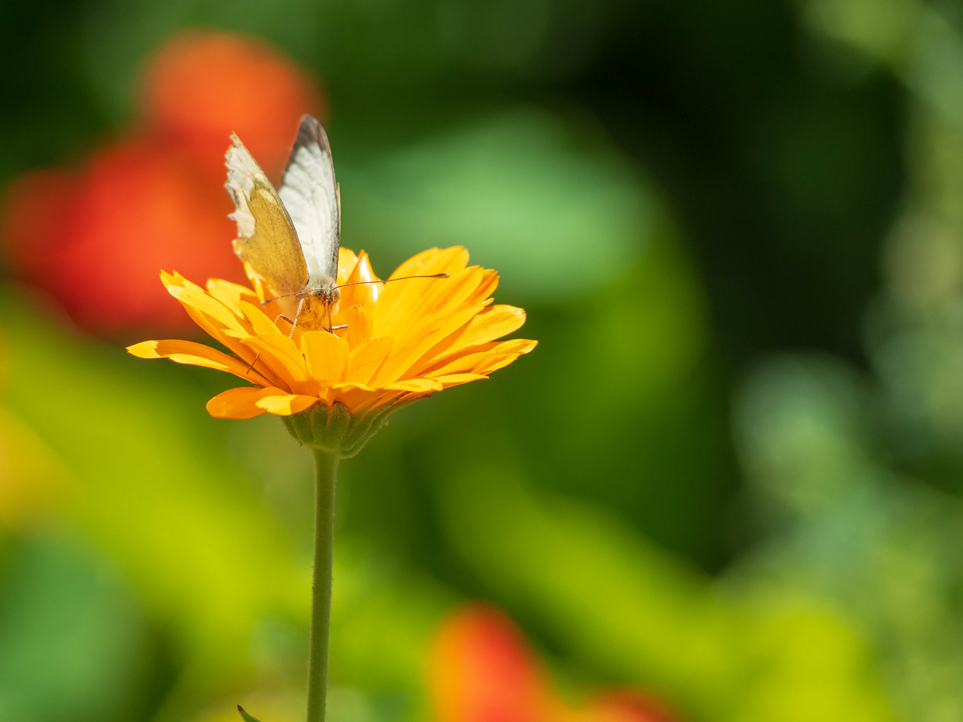 White Butterfly
