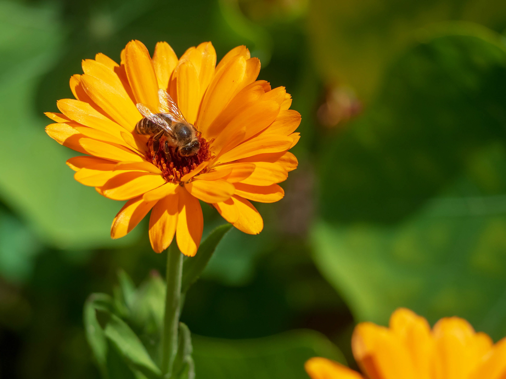 A Bee