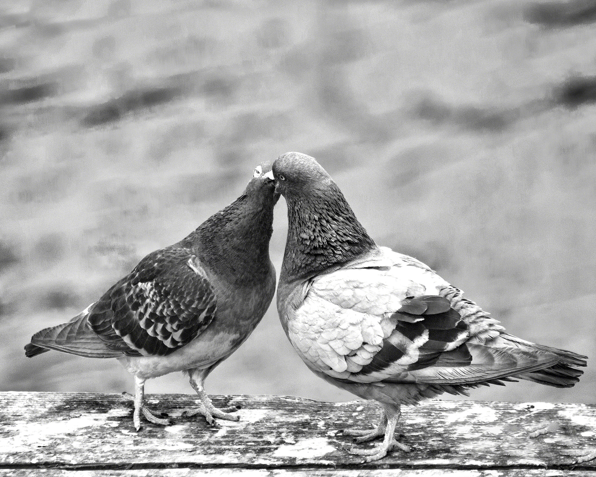 Kissing pigeons