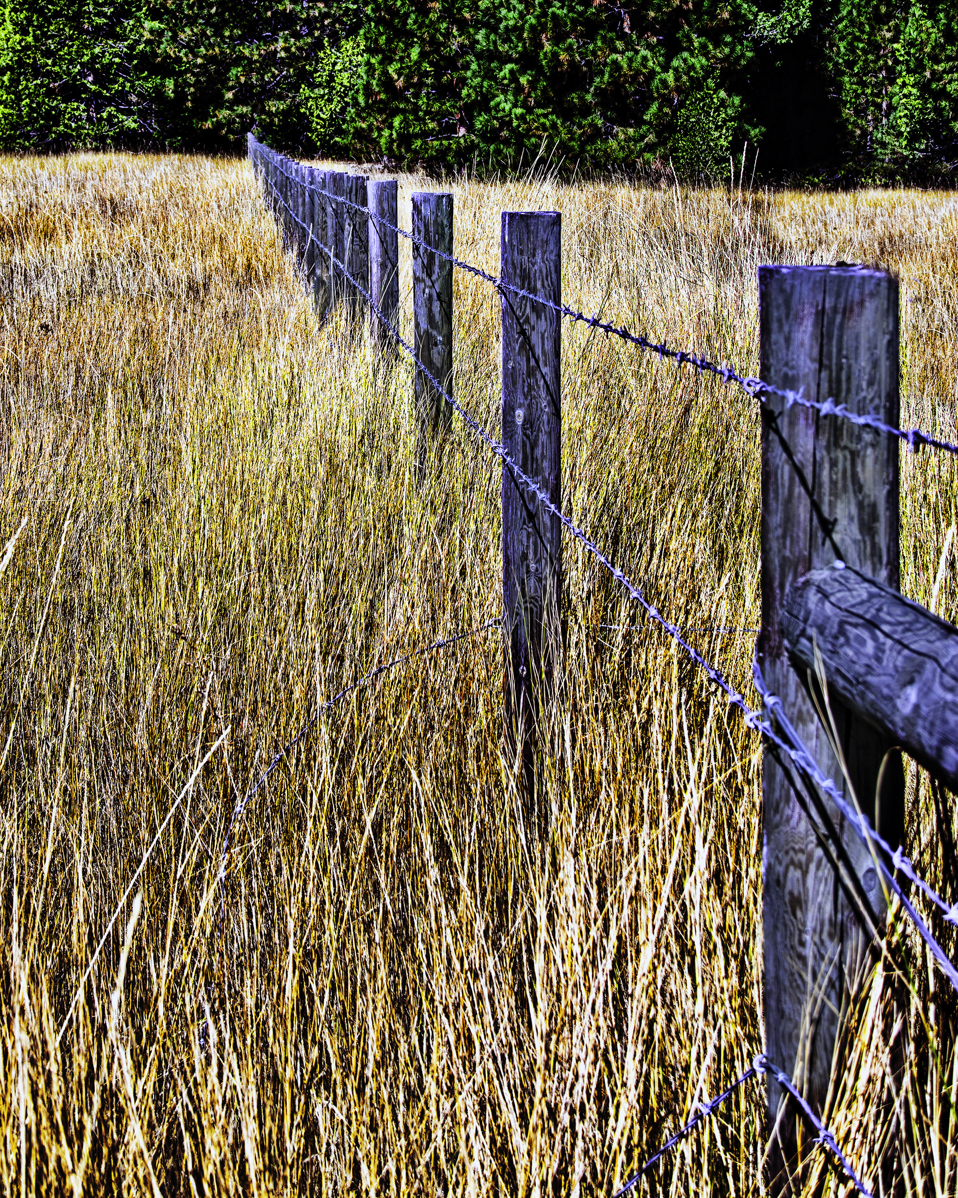 Barbwire In The Grass
