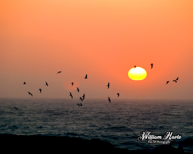 Seagull On Sunset