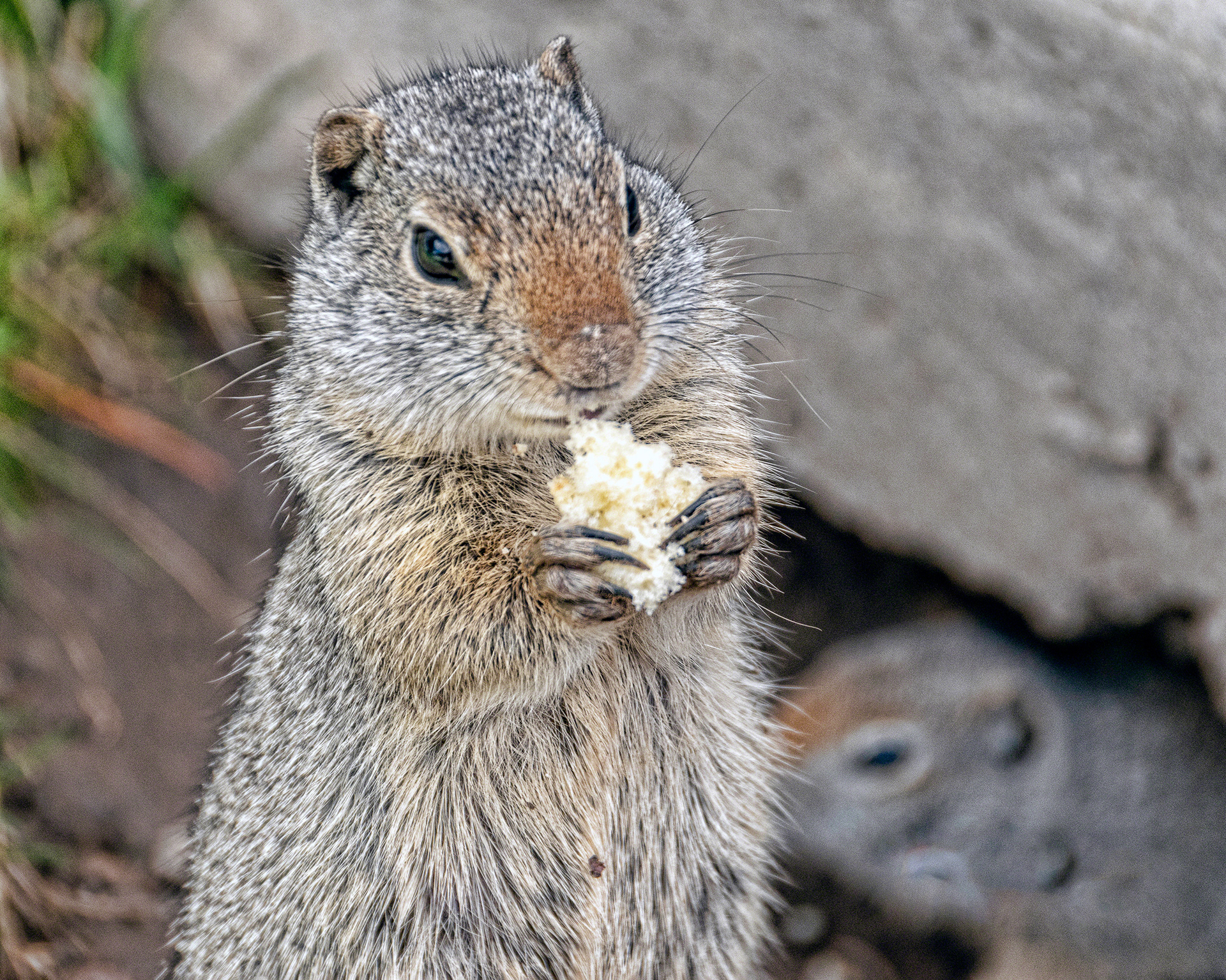 Ground Squirrel Eating