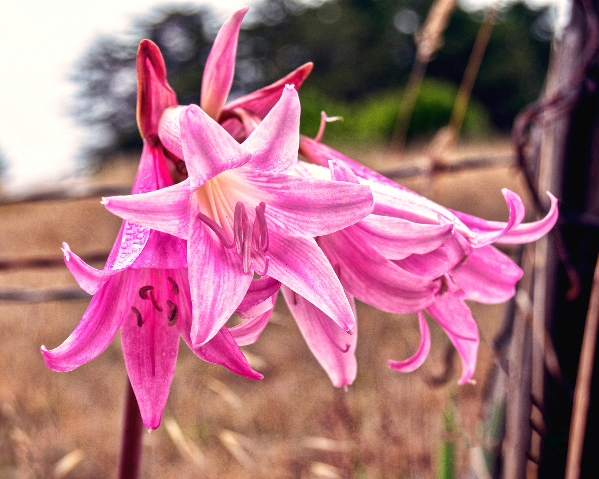Fort Bragg Pink Naked Ladies