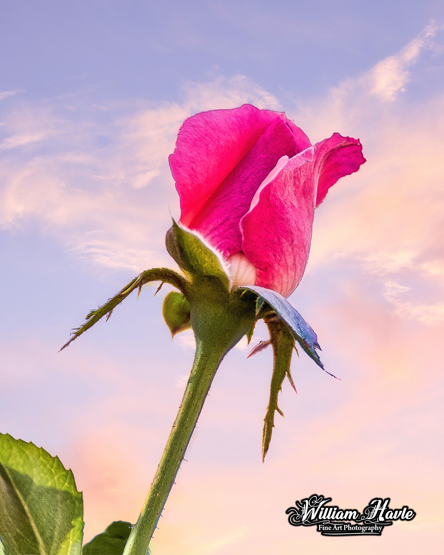 Skyward Rose