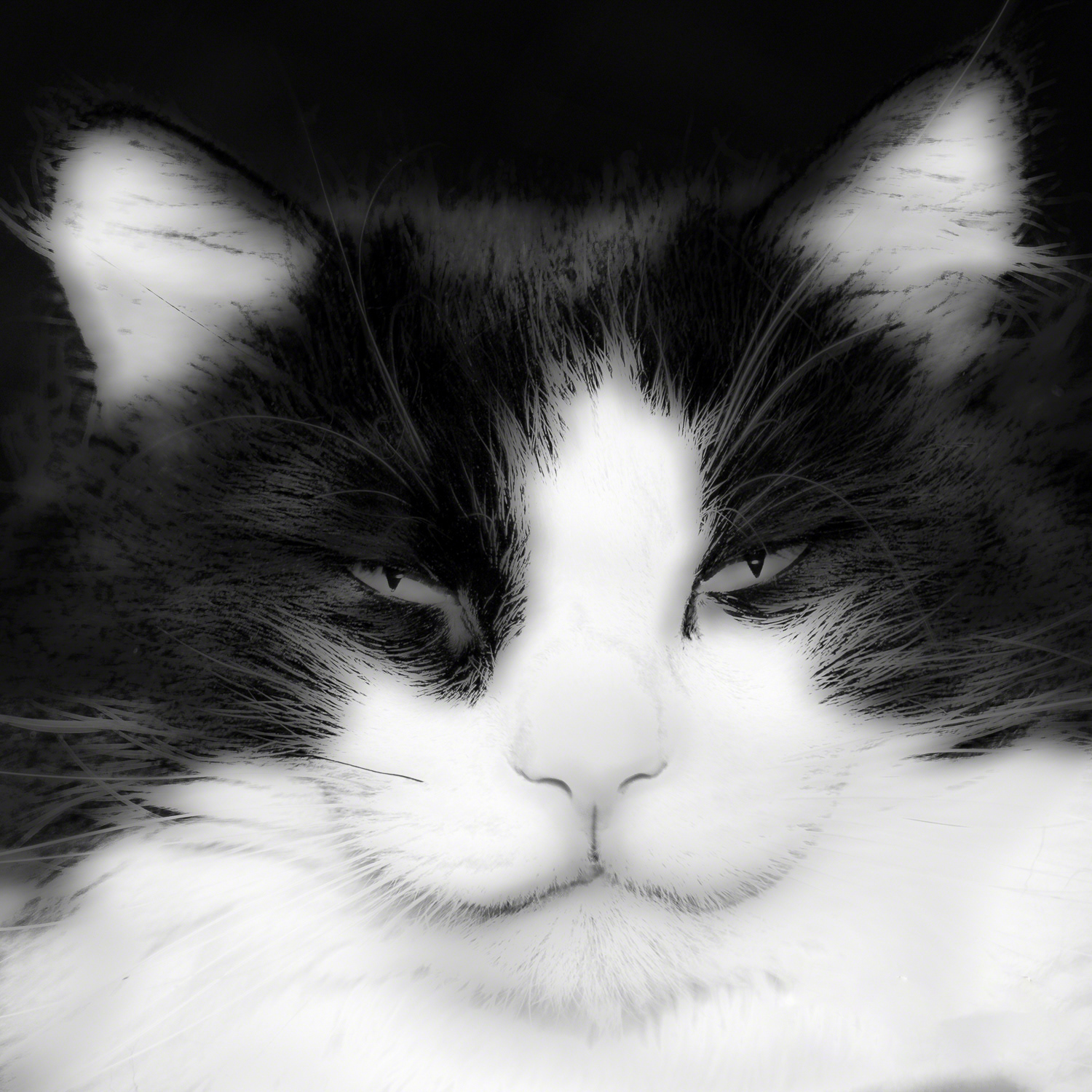 Fuzzy Cat