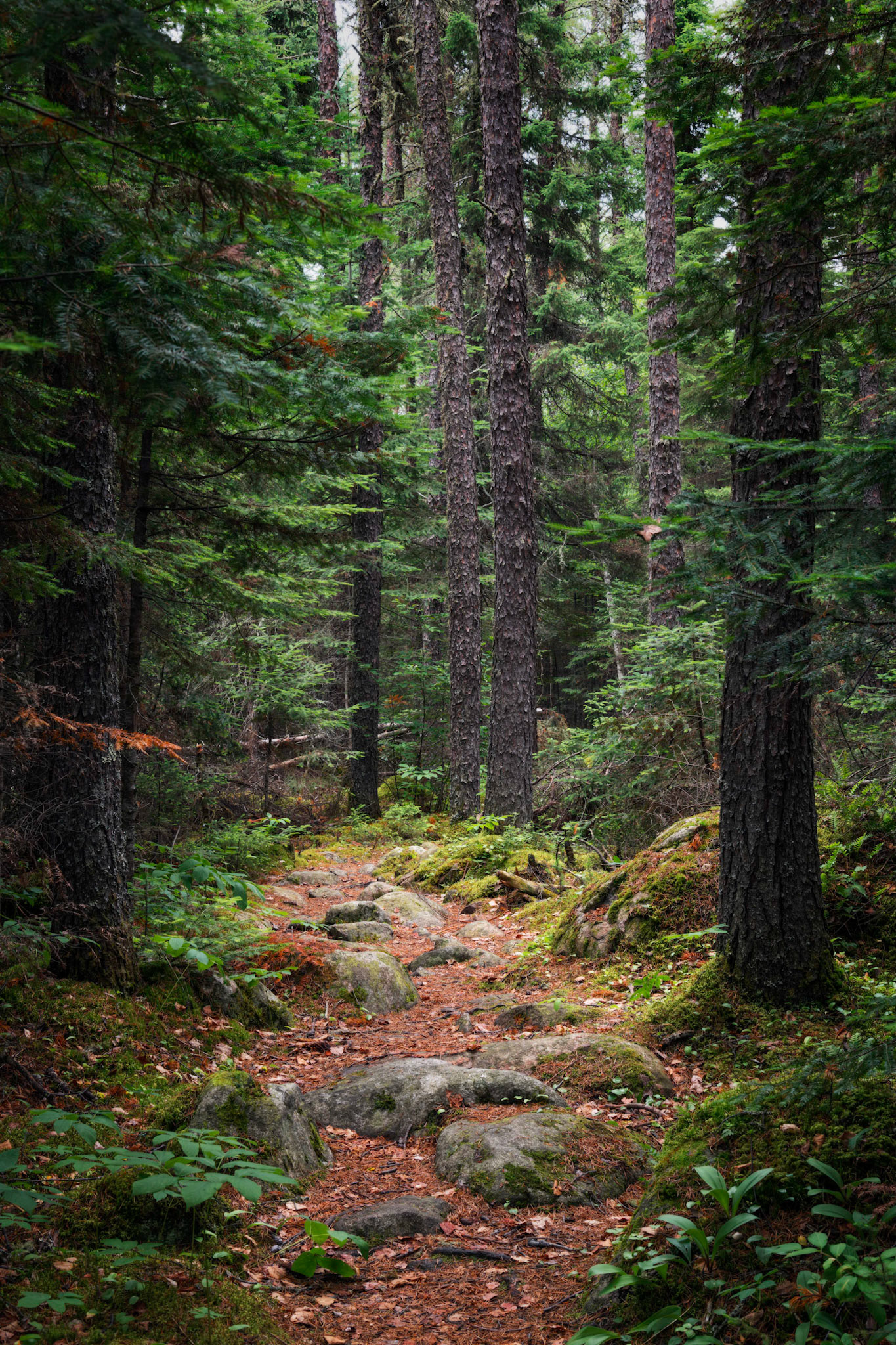The Path I