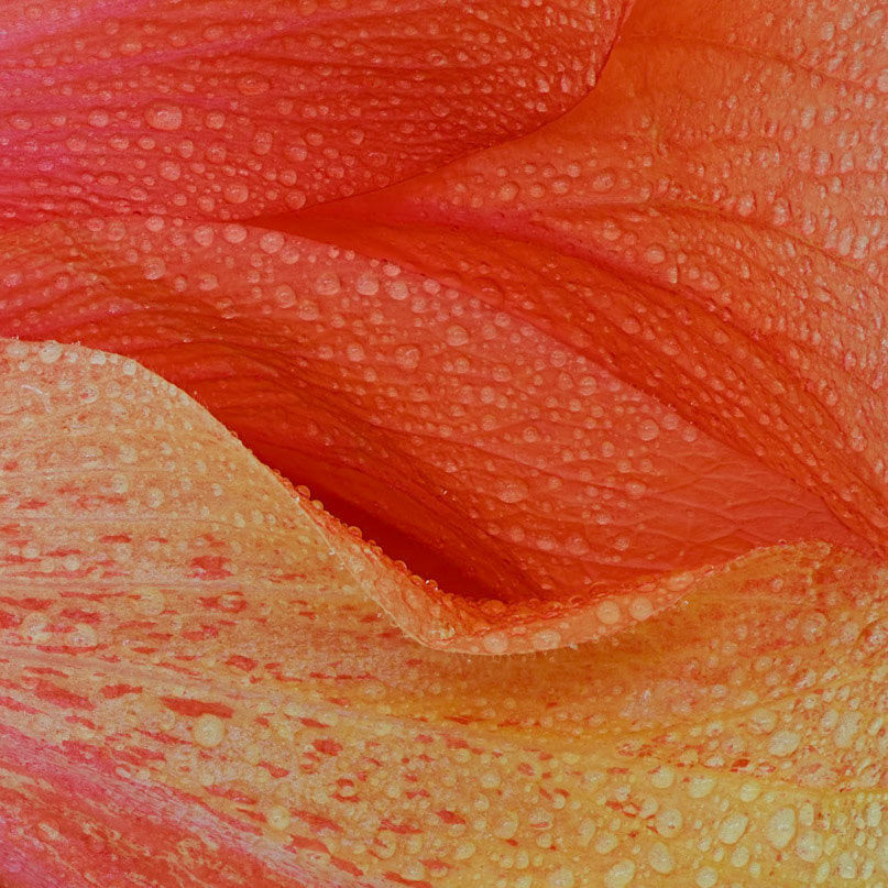 Hibiscus Waves II