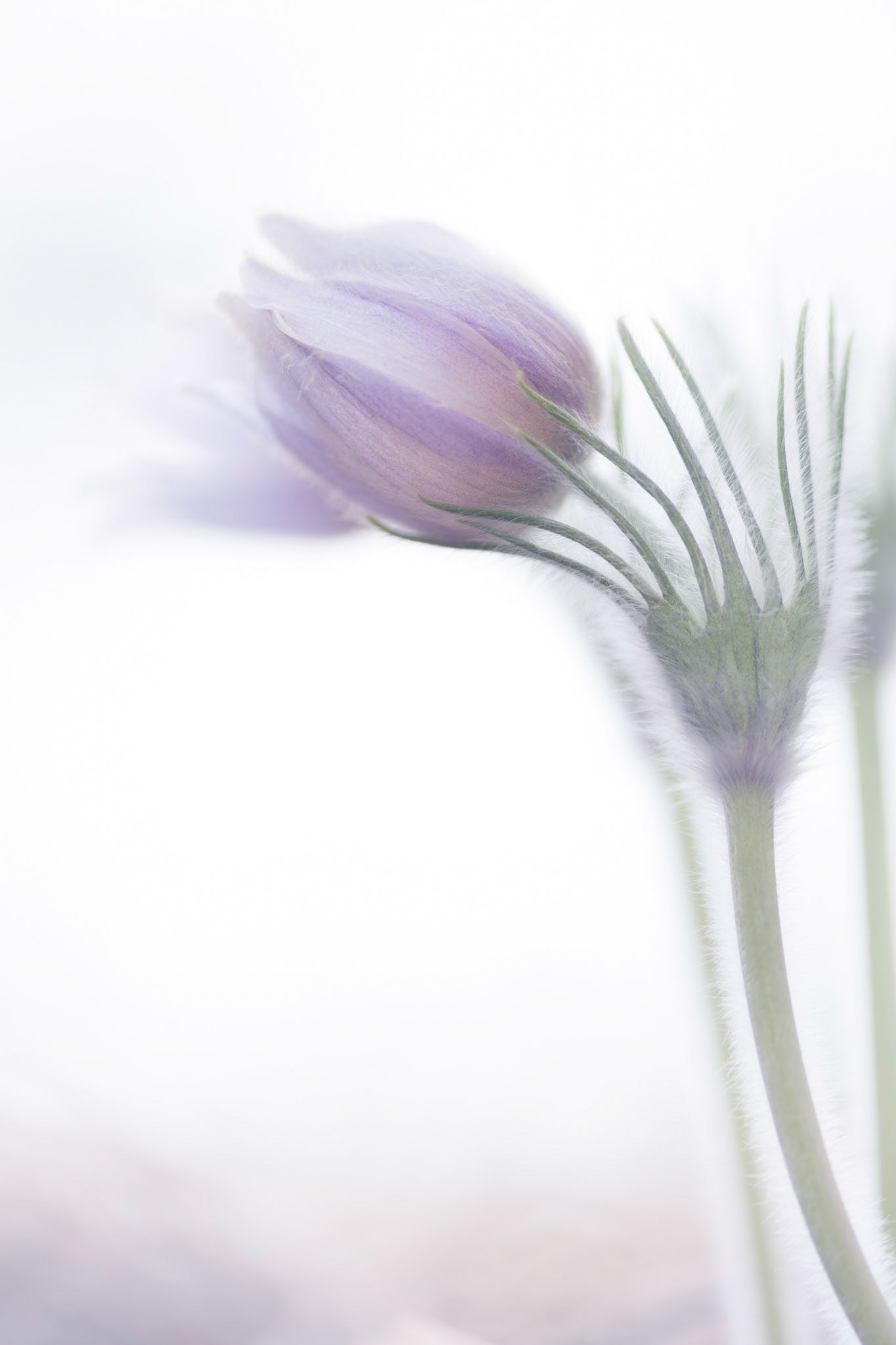 Crocuses I