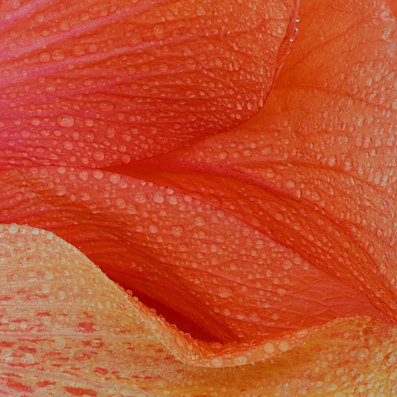 Hibiscus Waves III