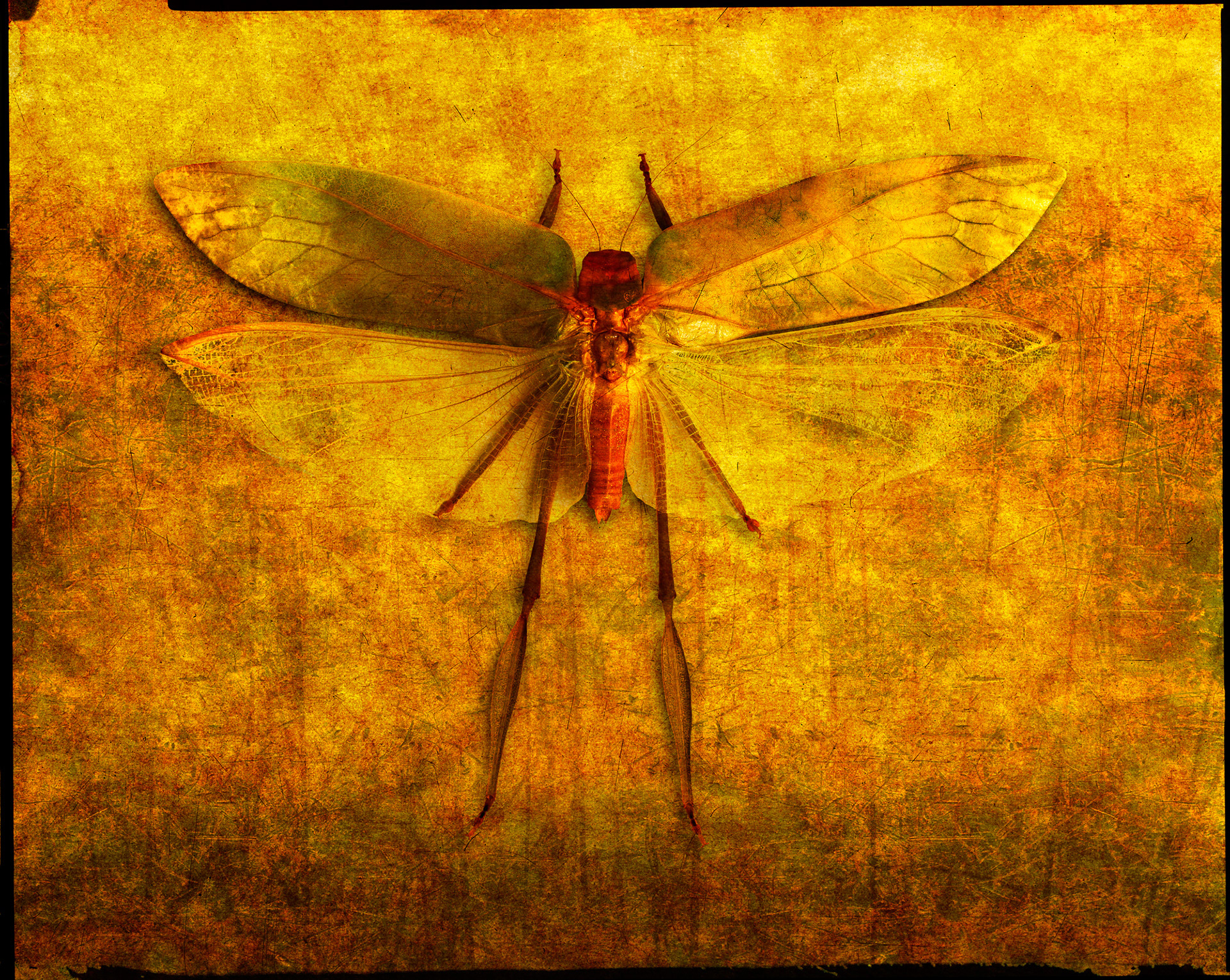 Grasshopper