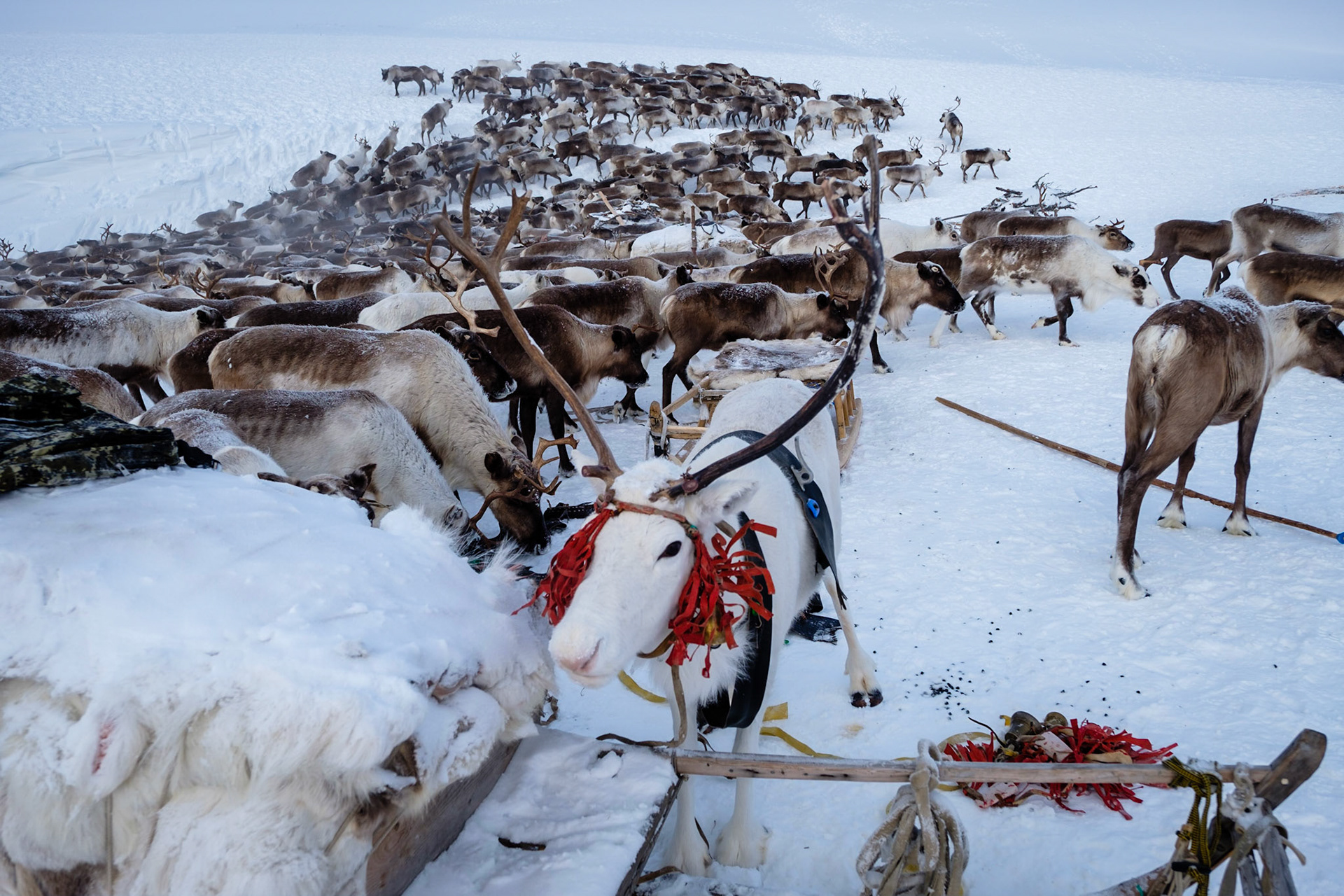 Reindeer herd in the Nenets settlement area