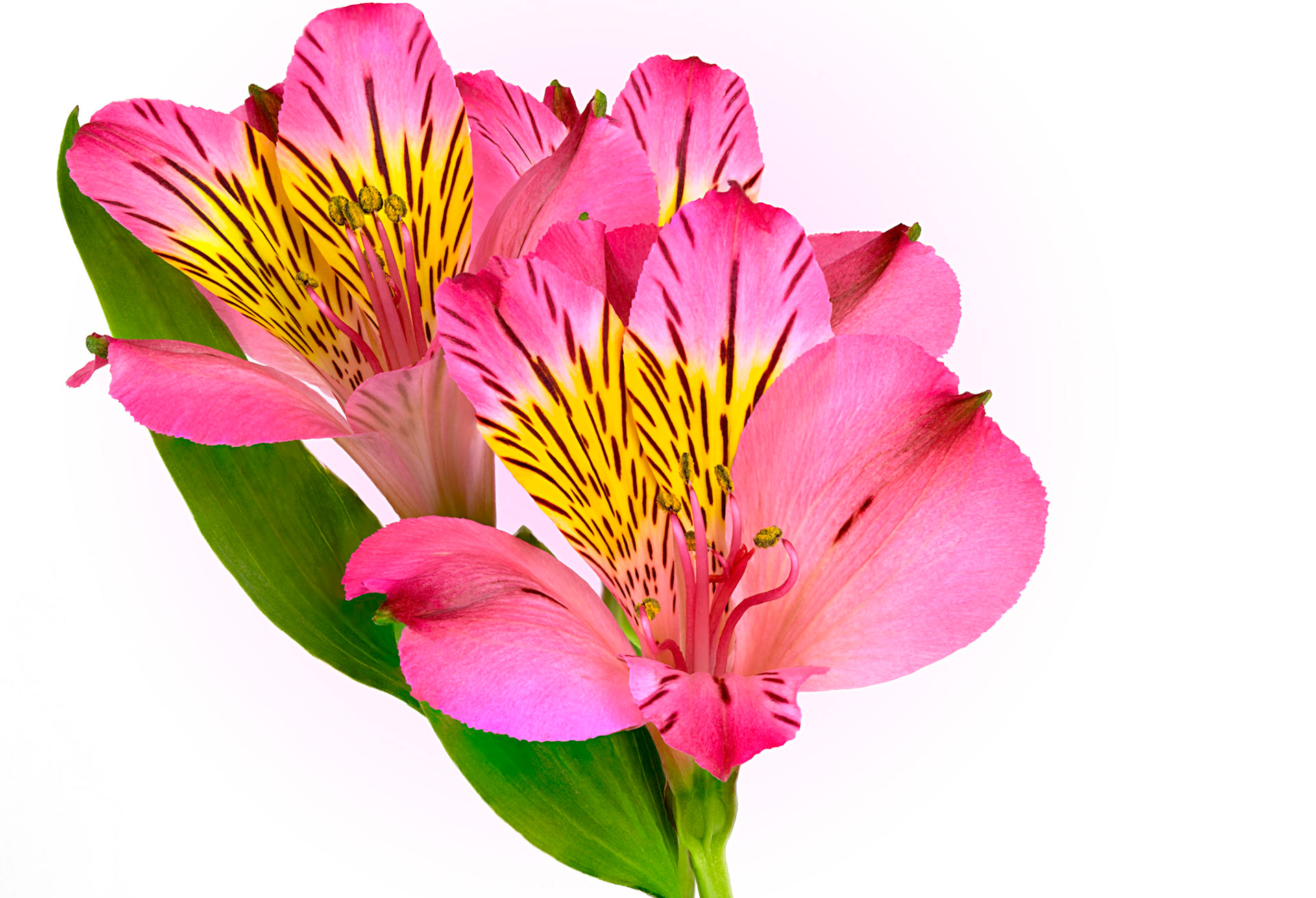 Exotica - 100