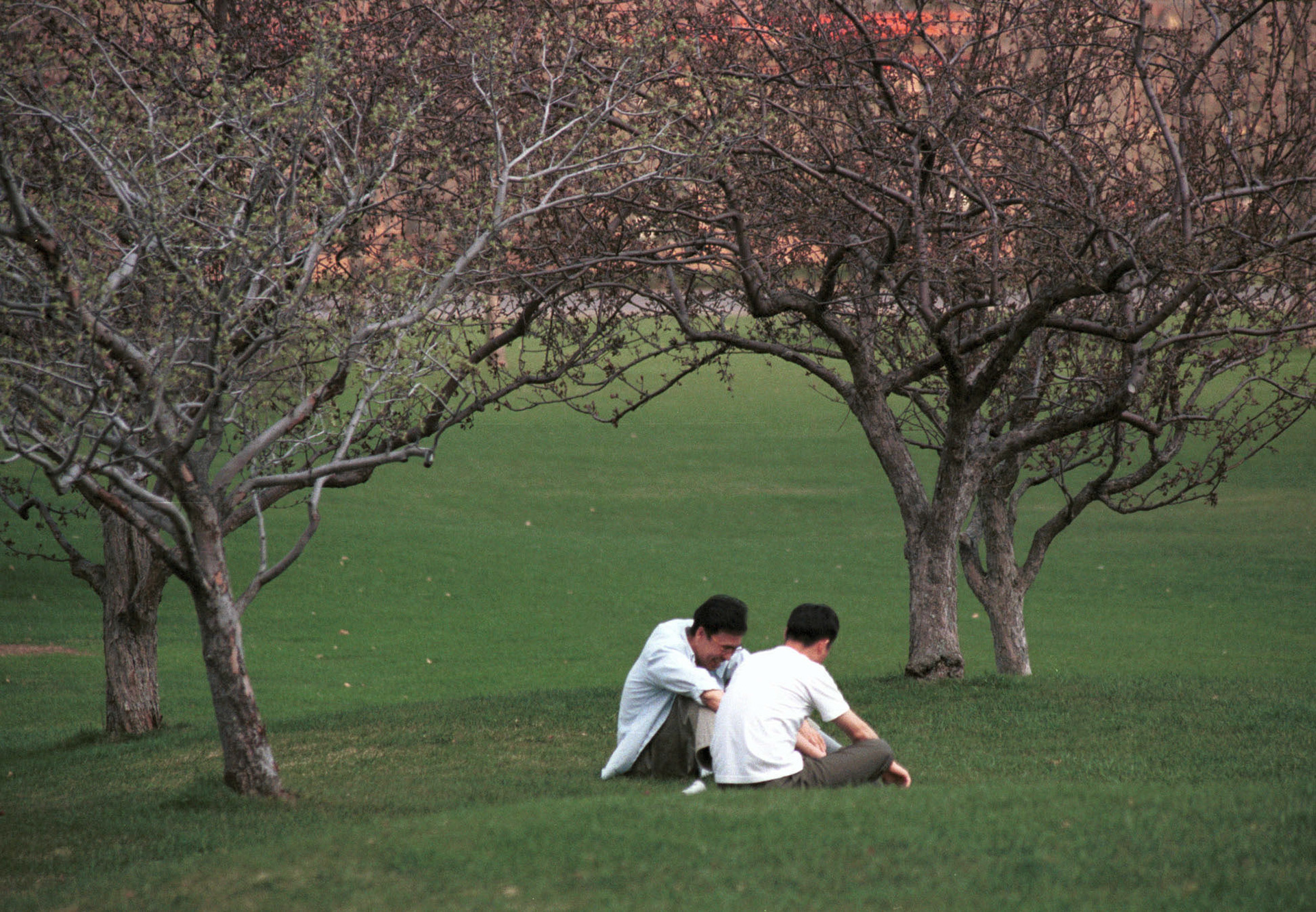 Springtime under the trees. Macdonald campus, May 2001.