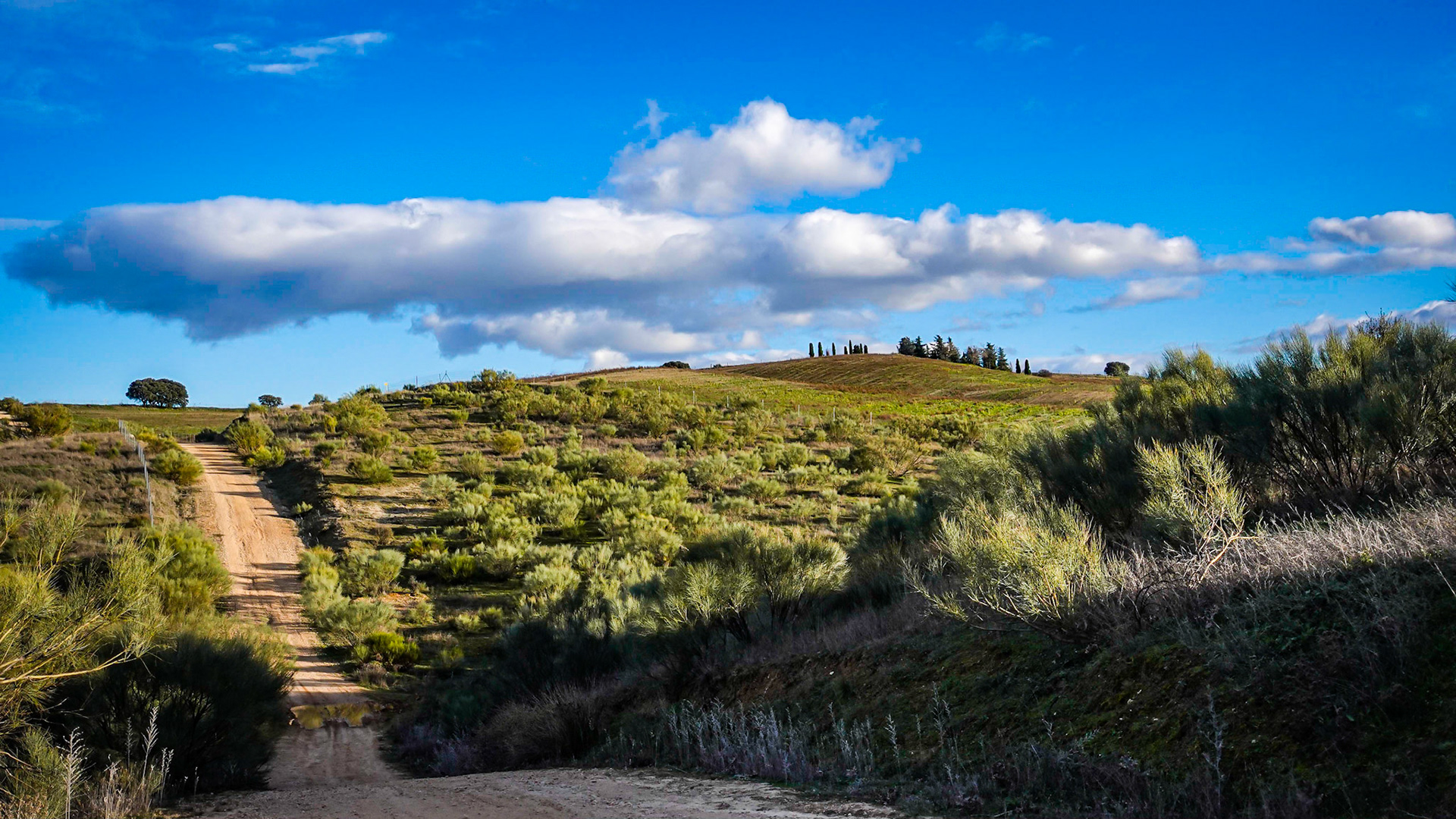 Spanish Toscana