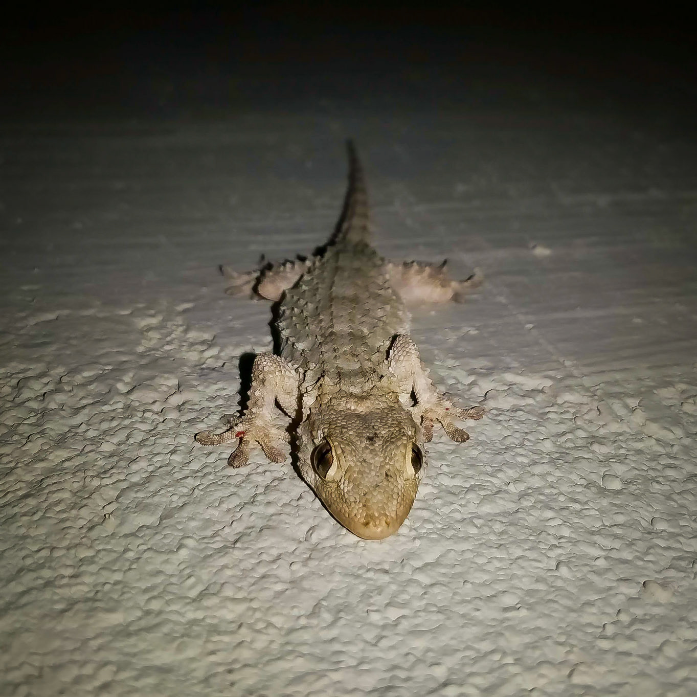 Tarentola mauritanica