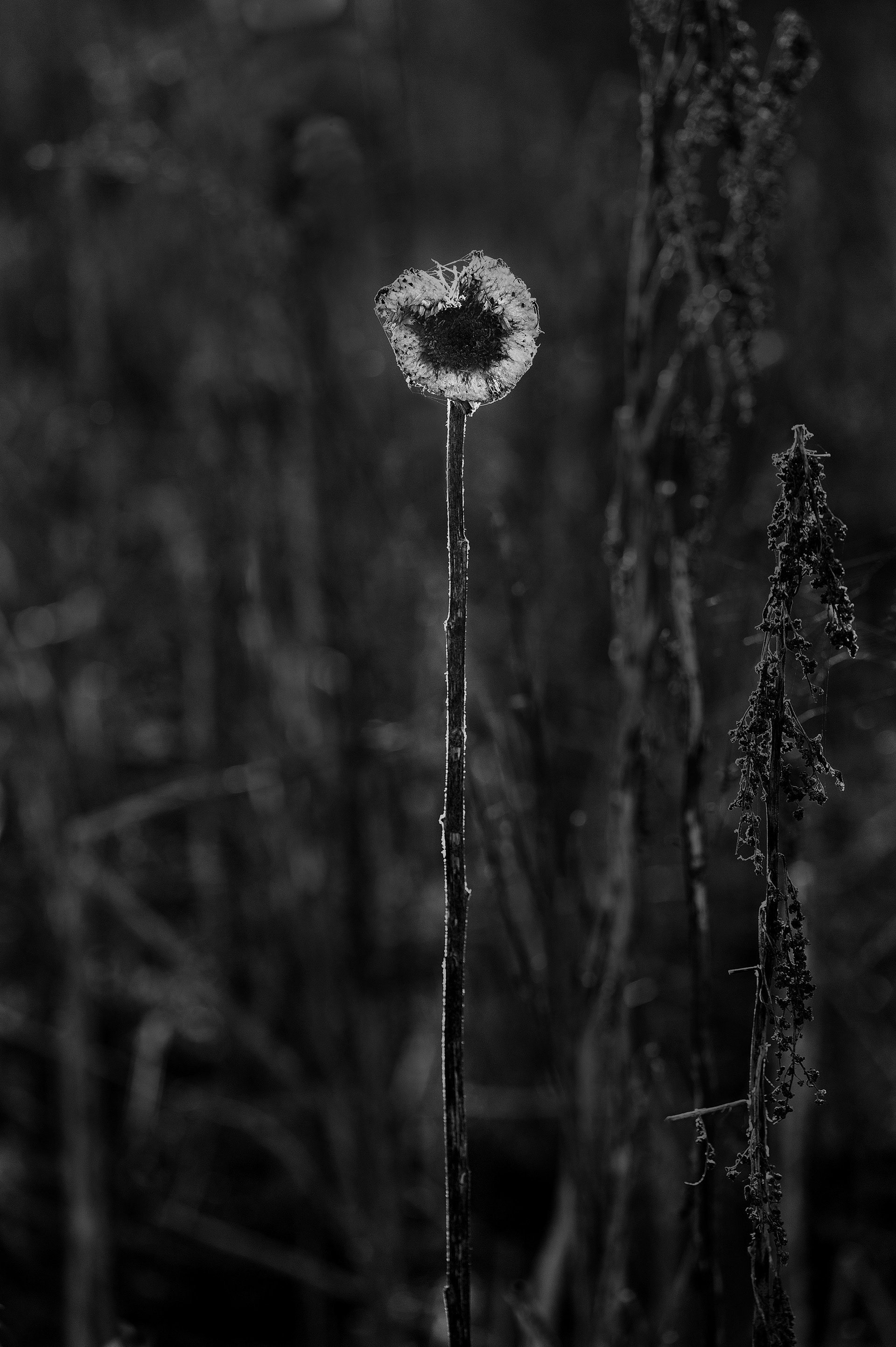 Four Corners (88). Archival pigment print on Arches 88