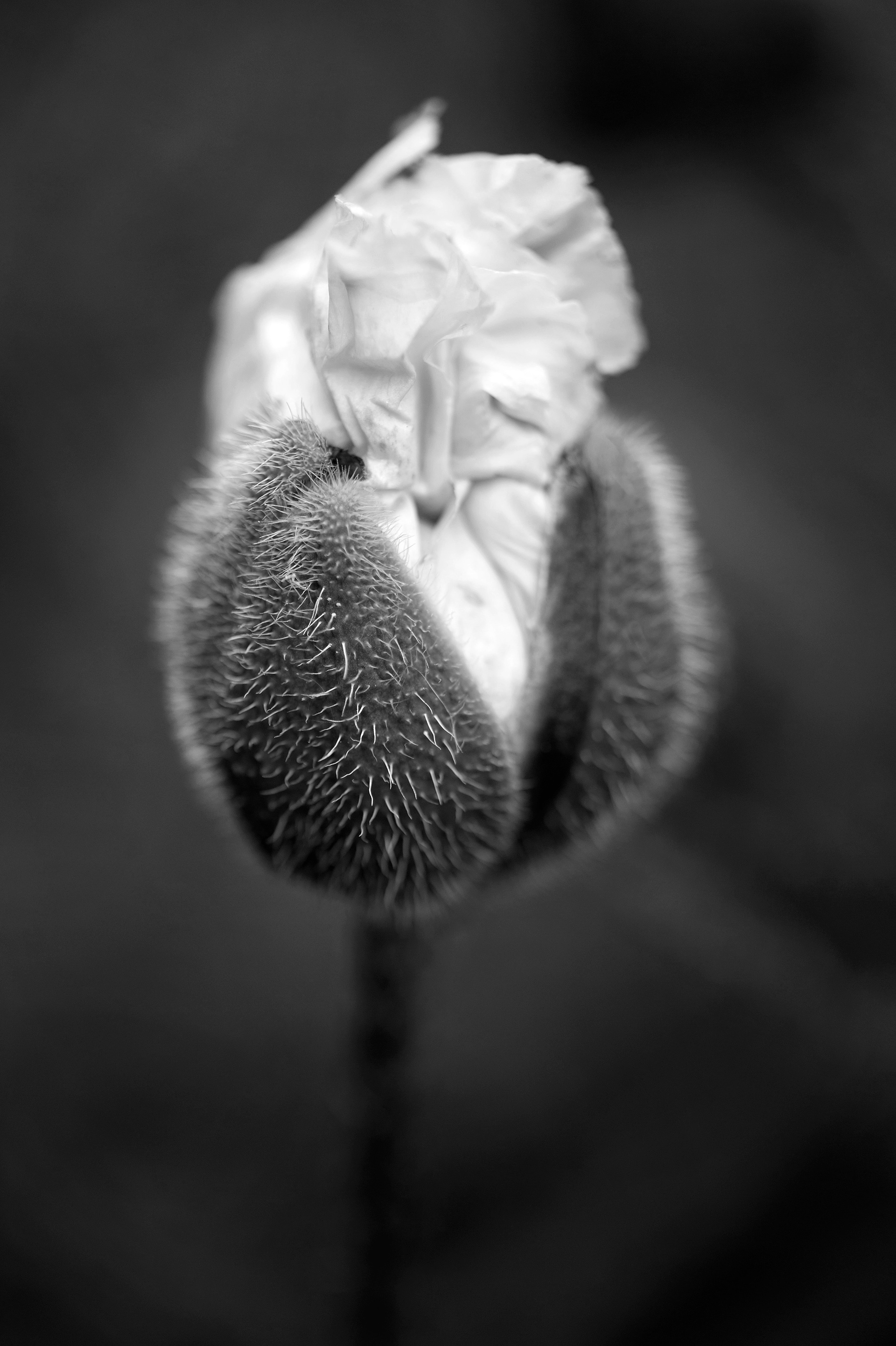 Four Corners (13). Archival pigment print on Arches 88