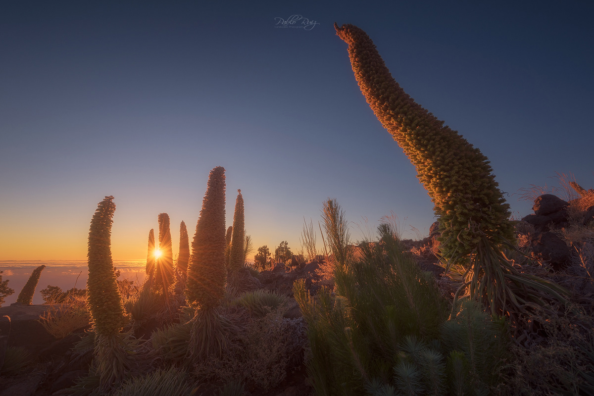 La Palma