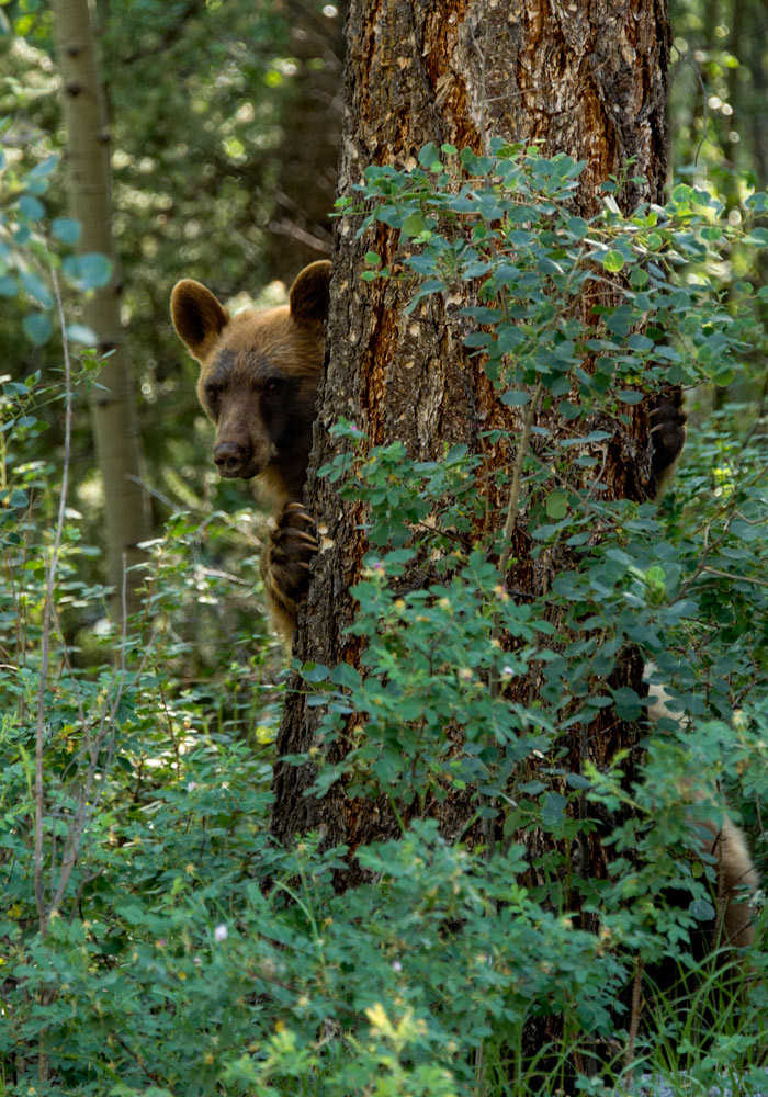 Peek-a-Boo Bear