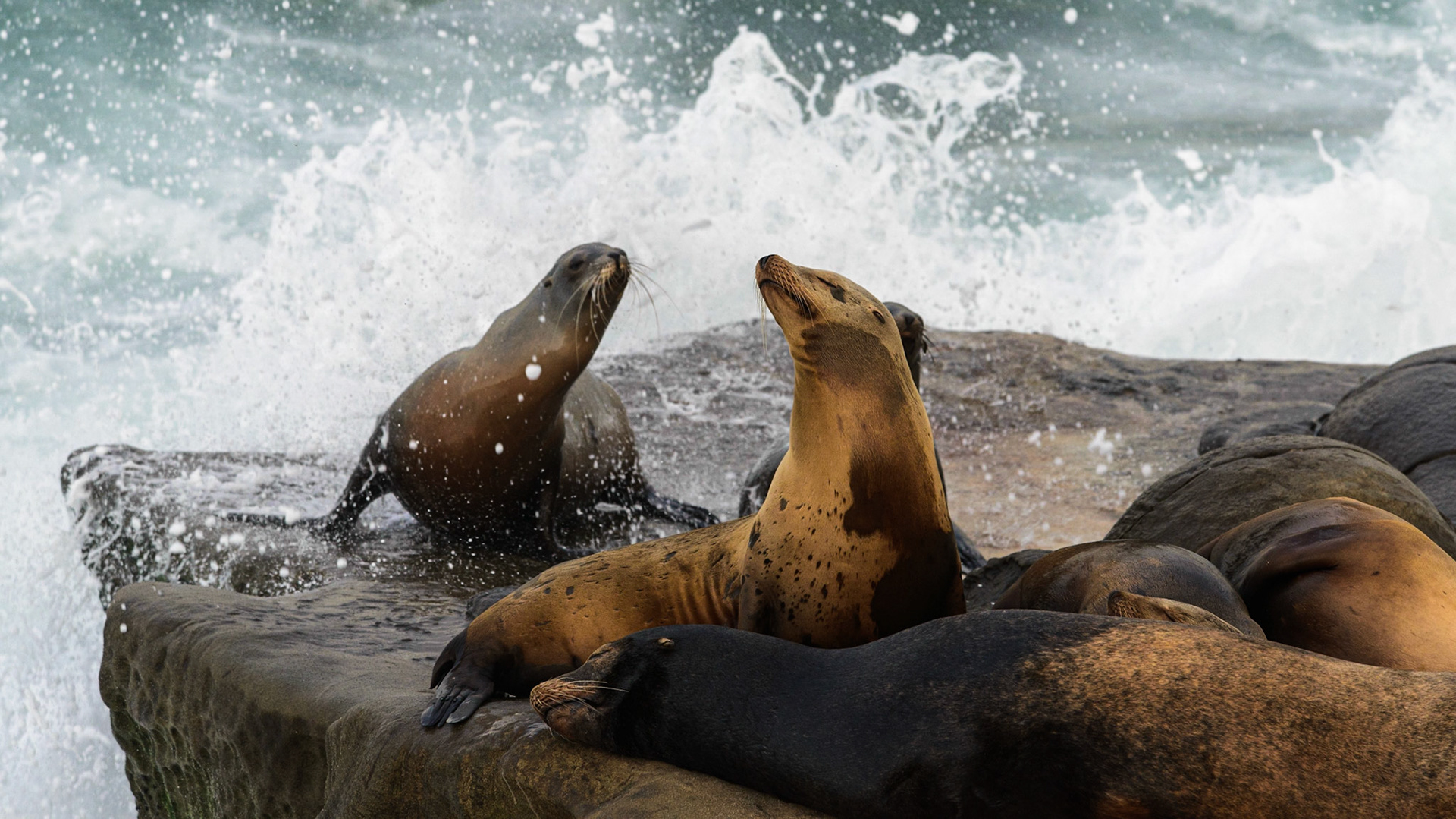 California Sea Lions, La Jolla, 2015