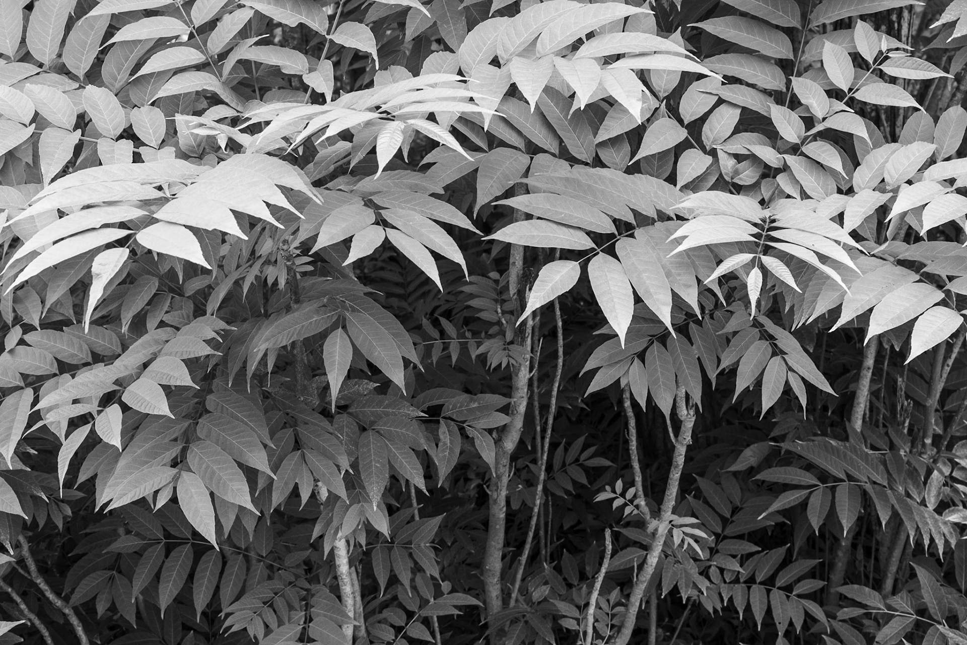 Alameda Park, Santa Barbara, 2019