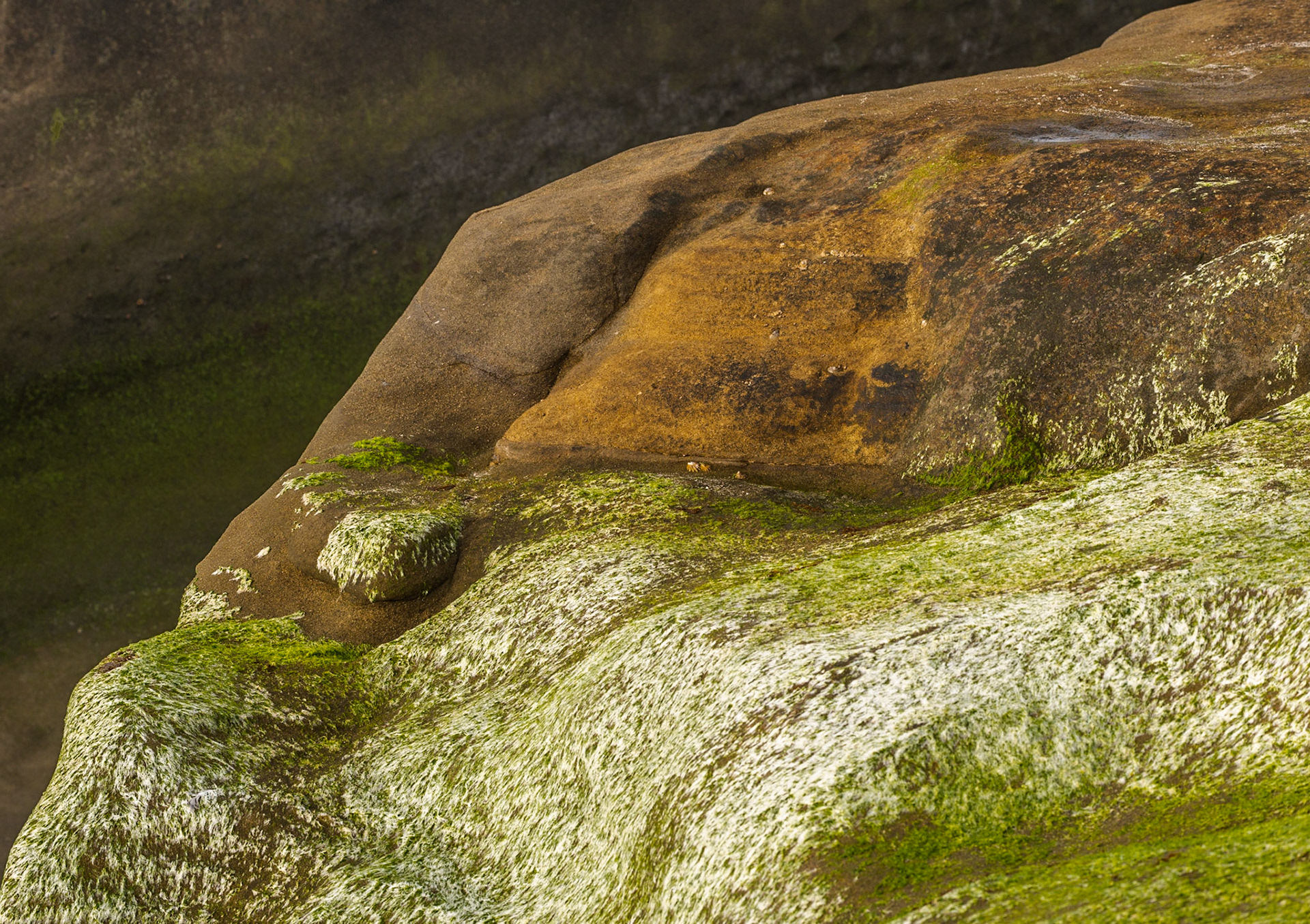 La Jolla Coastal Rock Study 25, 2016