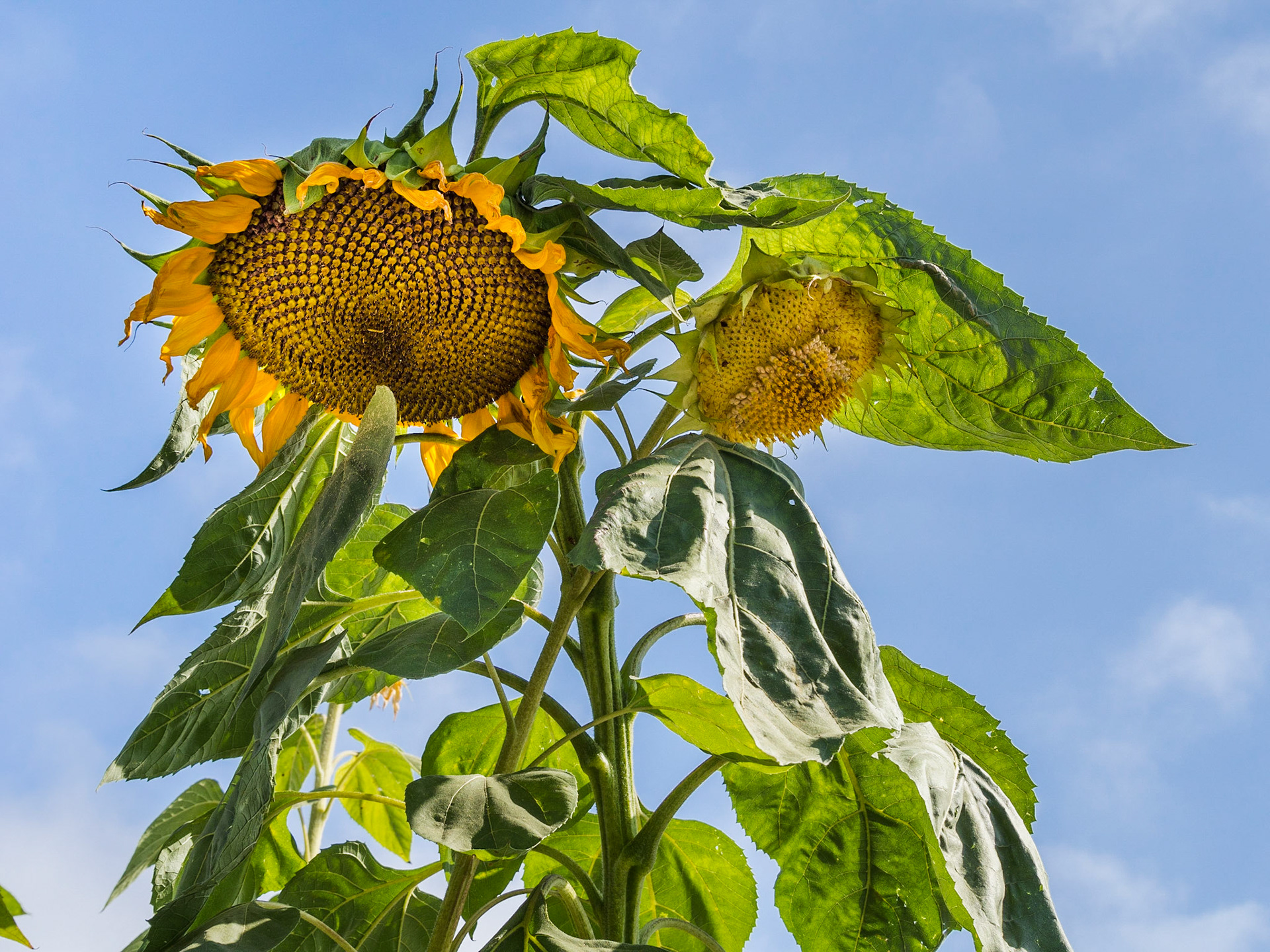 Sun Flower, India Street, Little Italy, San Diego, CA