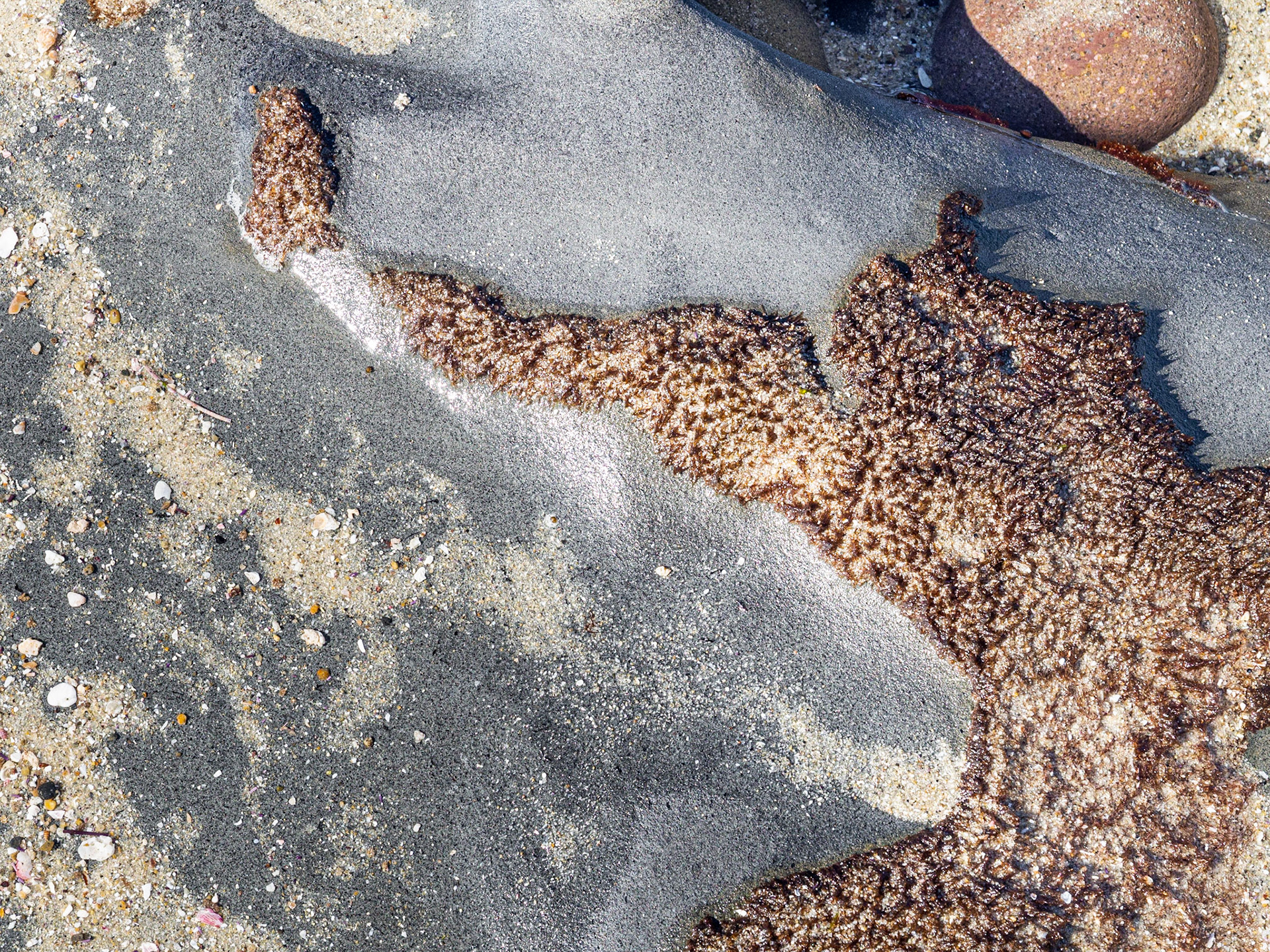 La Jolla Coastal Rock Study 23, 2016