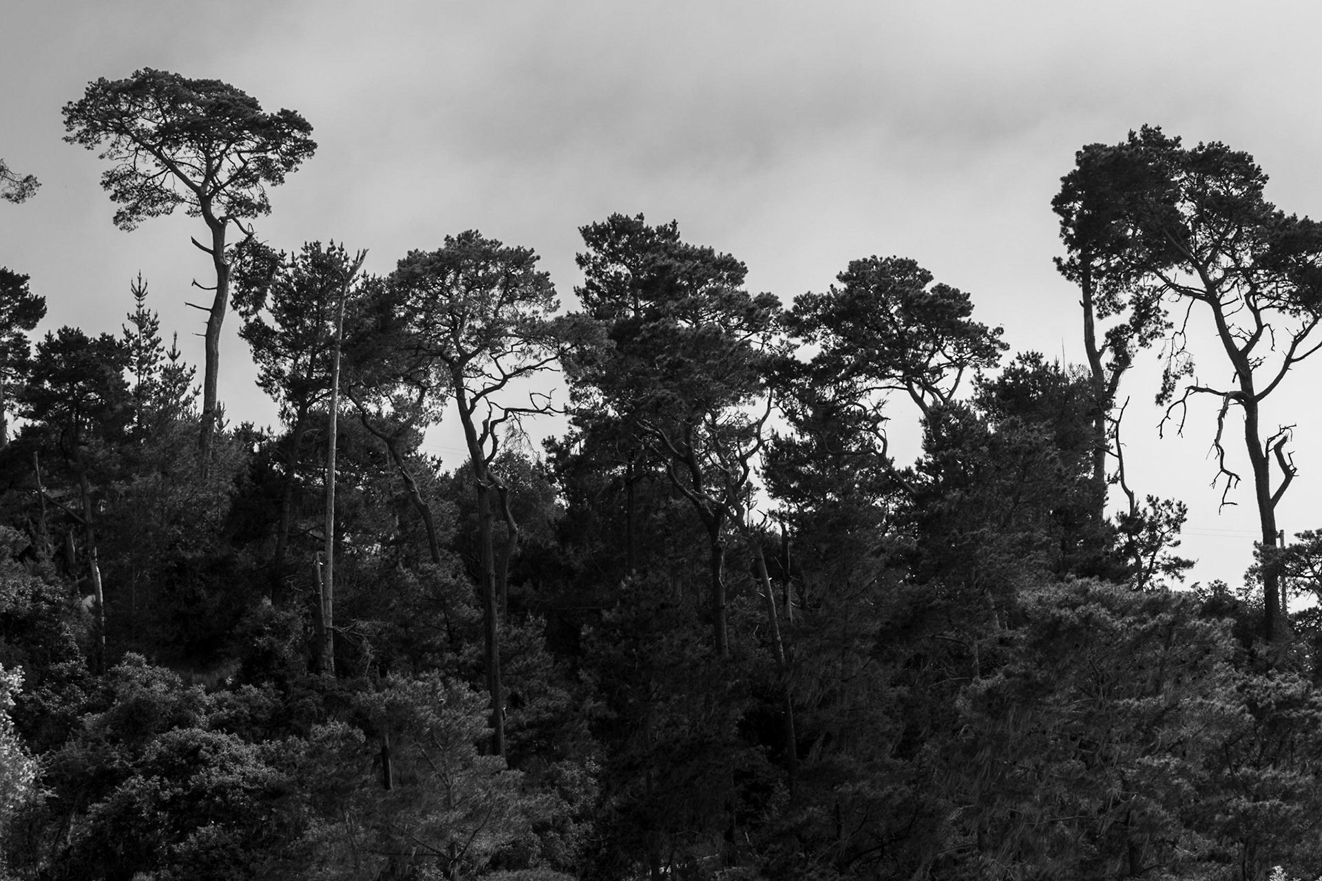 Trees, Cambria, 2019