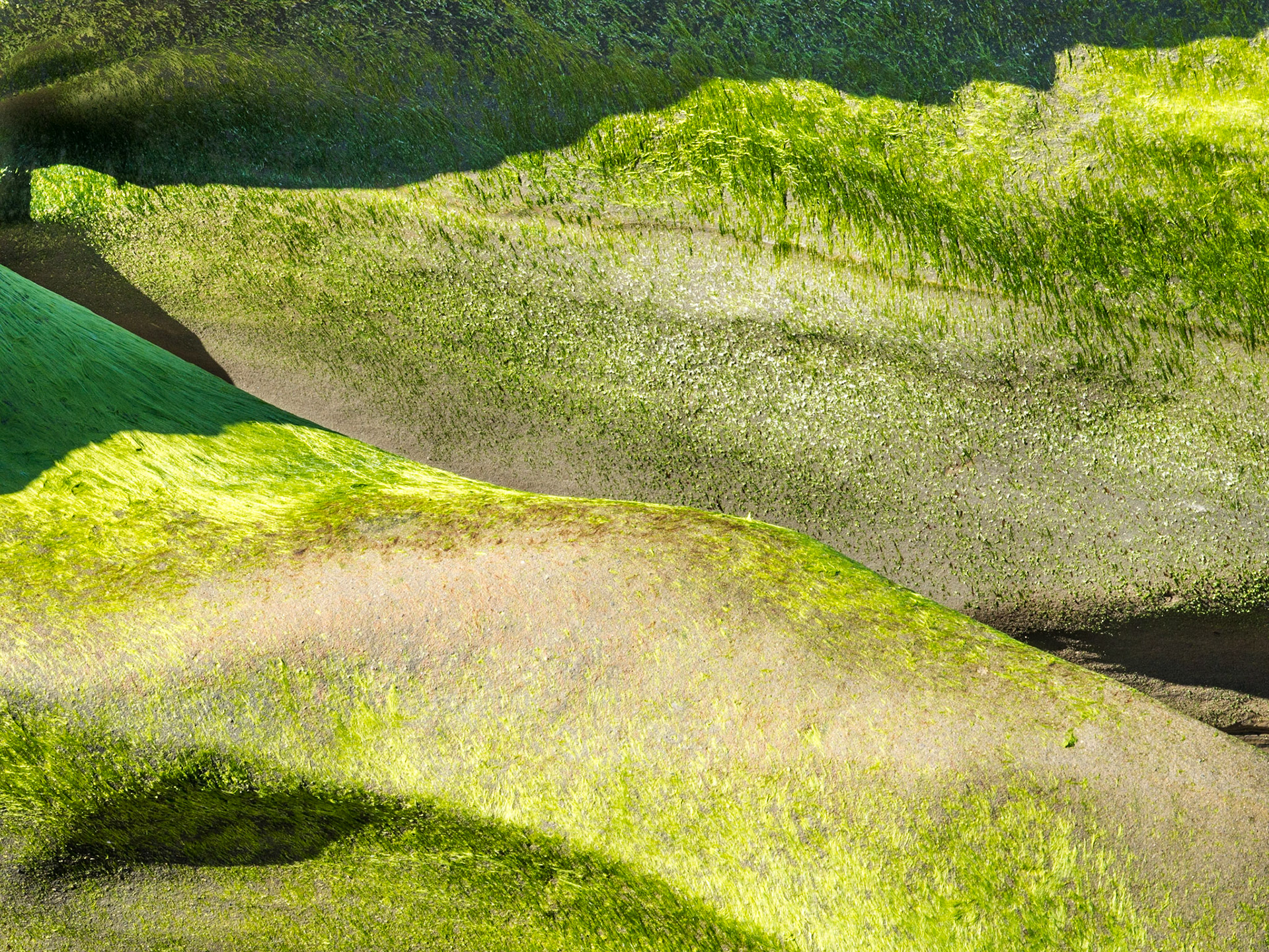 La Jolla Coastal Rock Study 22, 2016