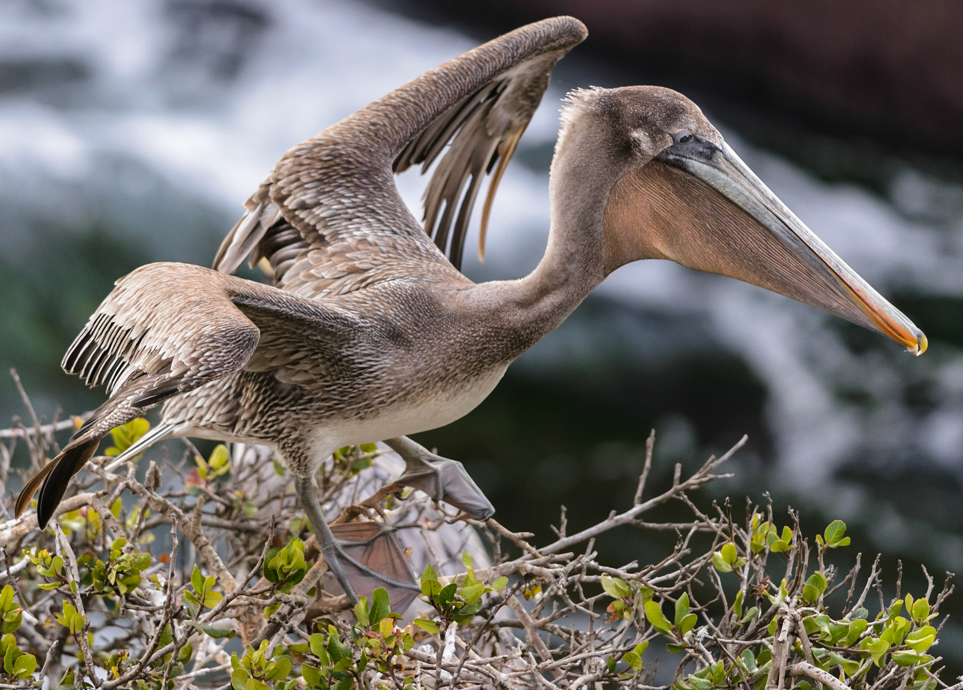 California Brown Pelican, La Jolla, 2014