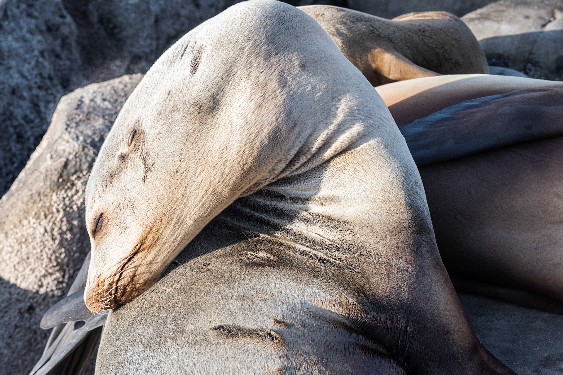 California Sea Lion, La Jolla, 2018