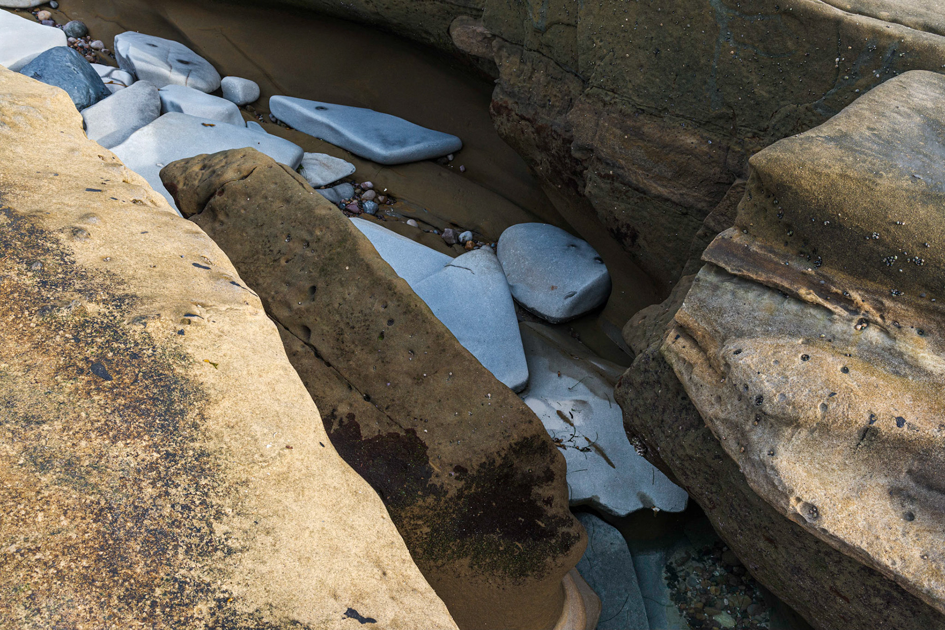 La Jolla Coastal Rock Study 19, 2015