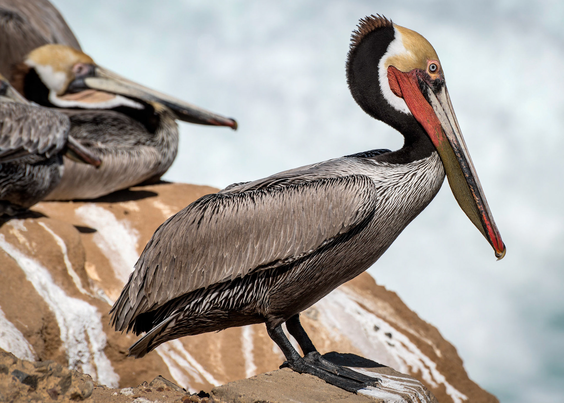 California Brown Pelican, La Jolla, CA, 2013