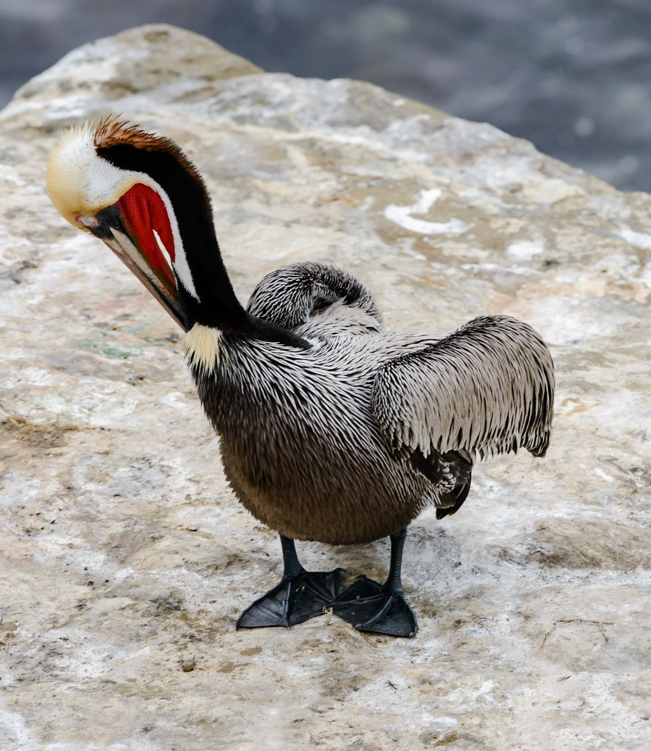California Brown Pelican, La Jolla, CA, 2015