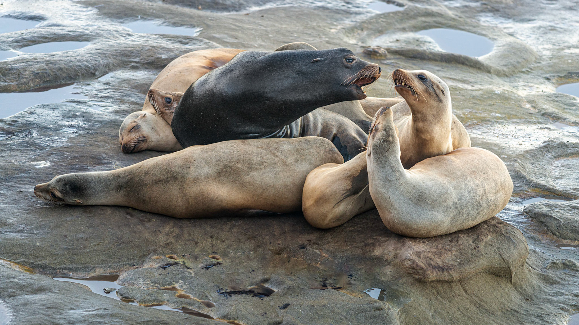 California Sea Lions, La Jolla, 2014